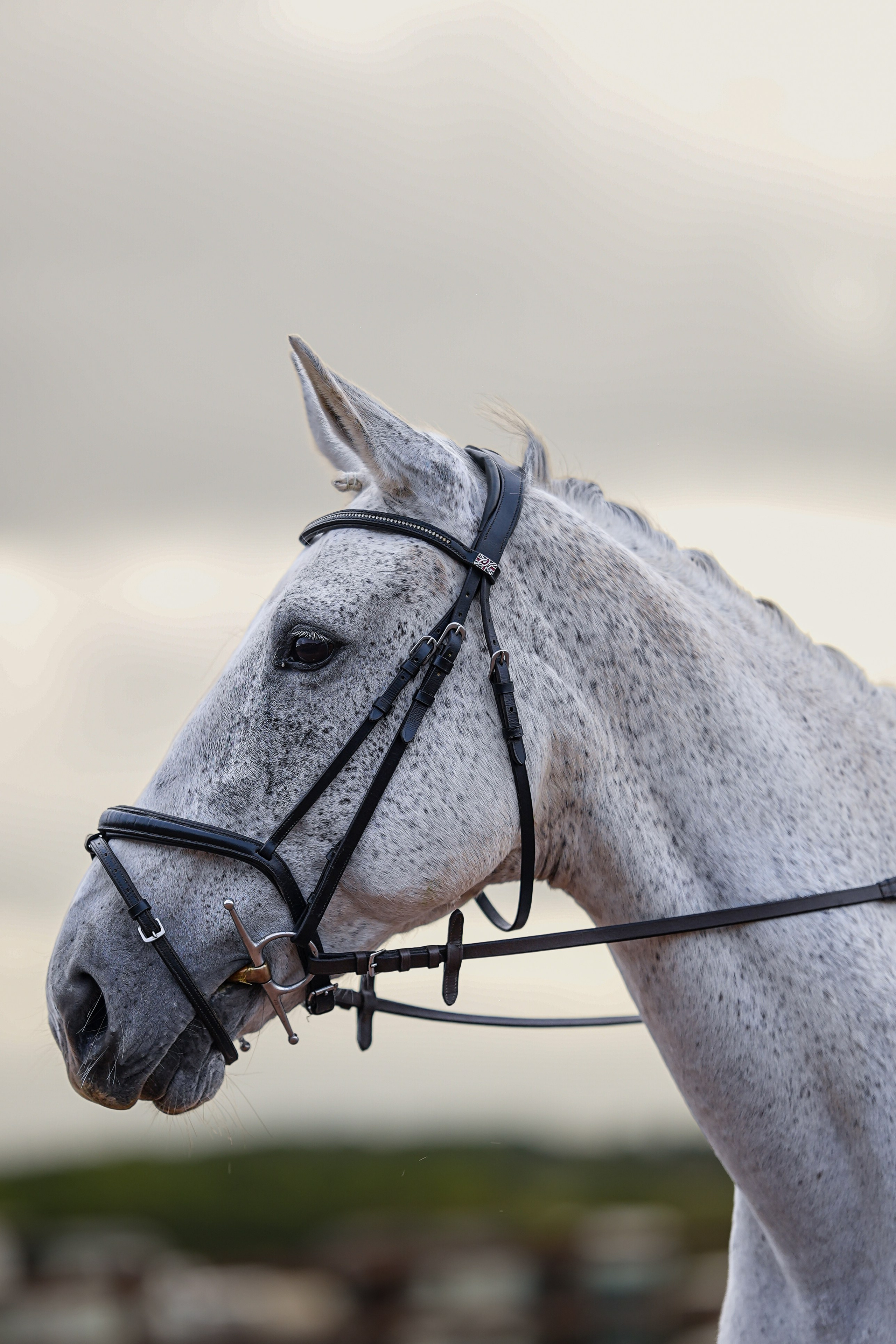 Headshots. Leicestershire Equine Photography by El | Authentic Equine Portraits & Events