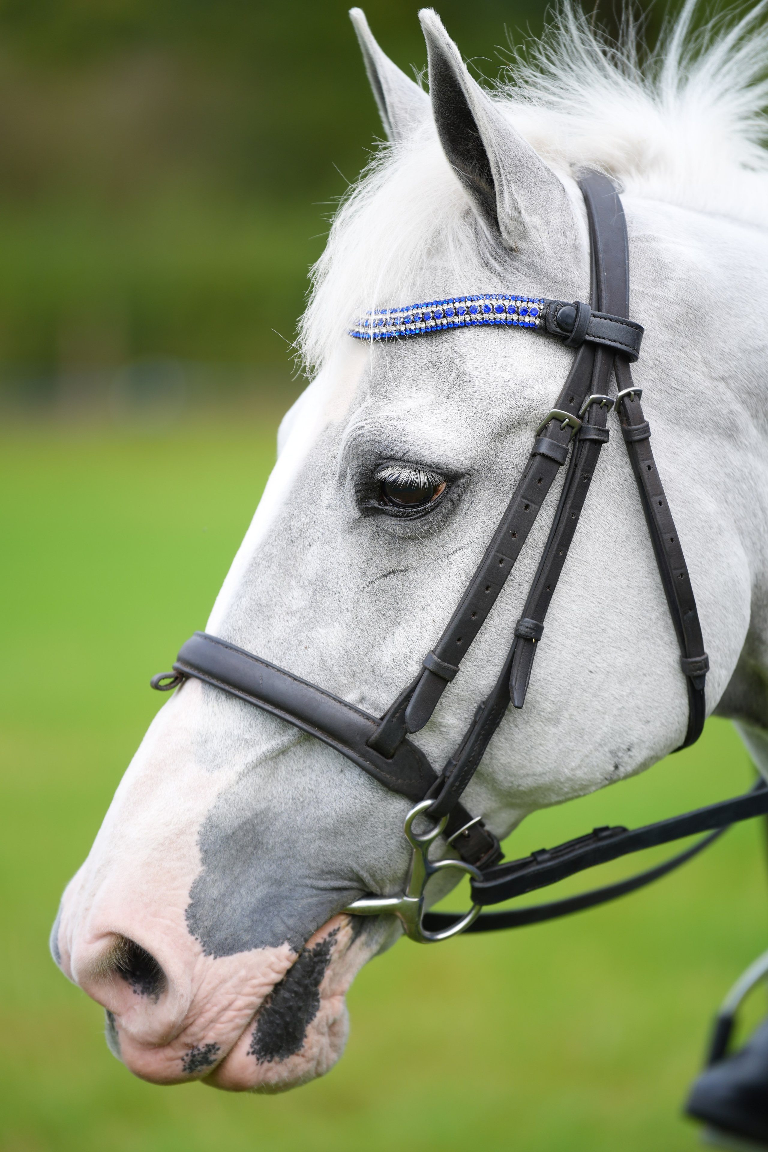 Headshots. Leicestershire Equine Photography by El | Authentic Equine Portraits & Events