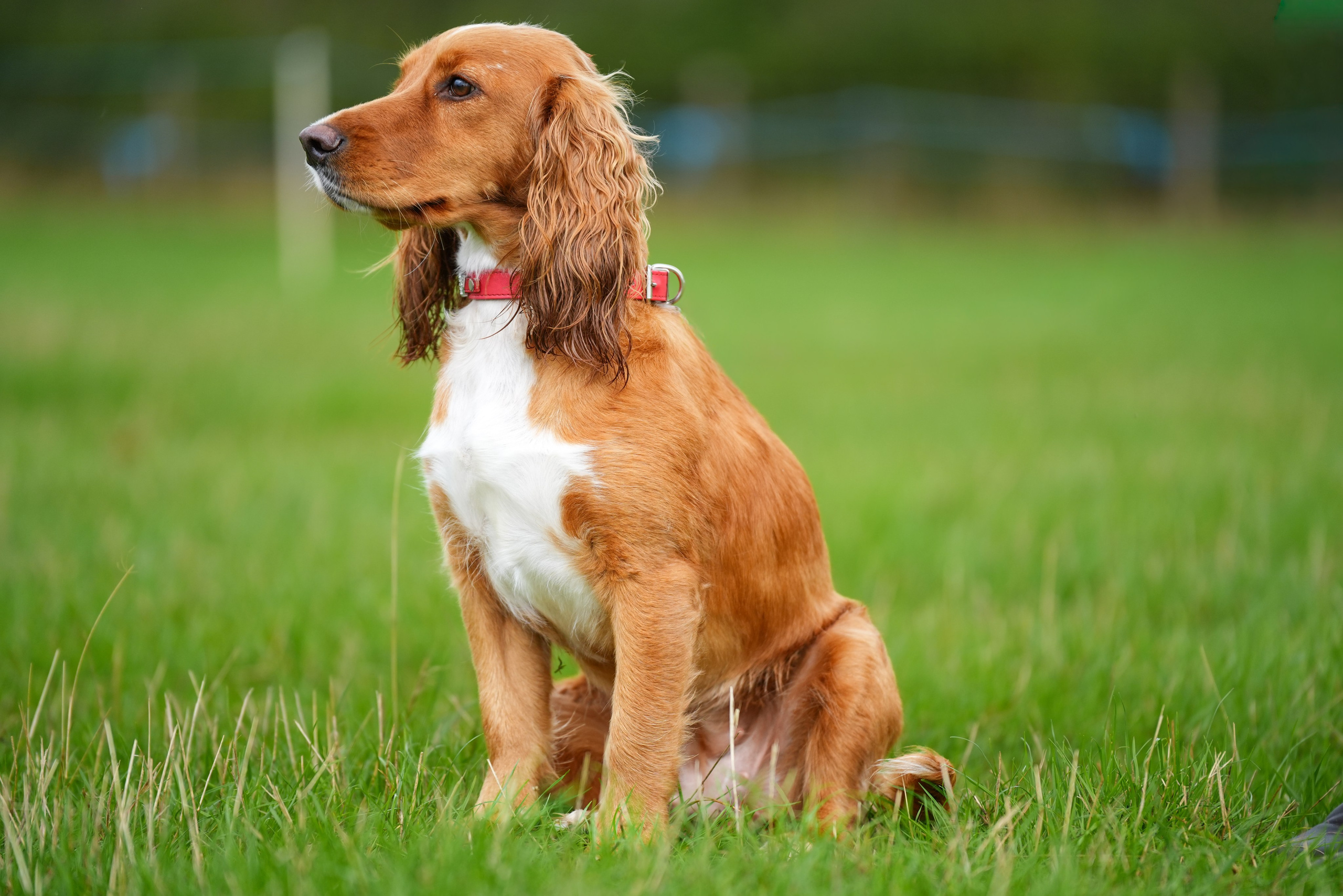 Canine. Leicestershire Equine Photography by El | Authentic Equine Portraits & Events