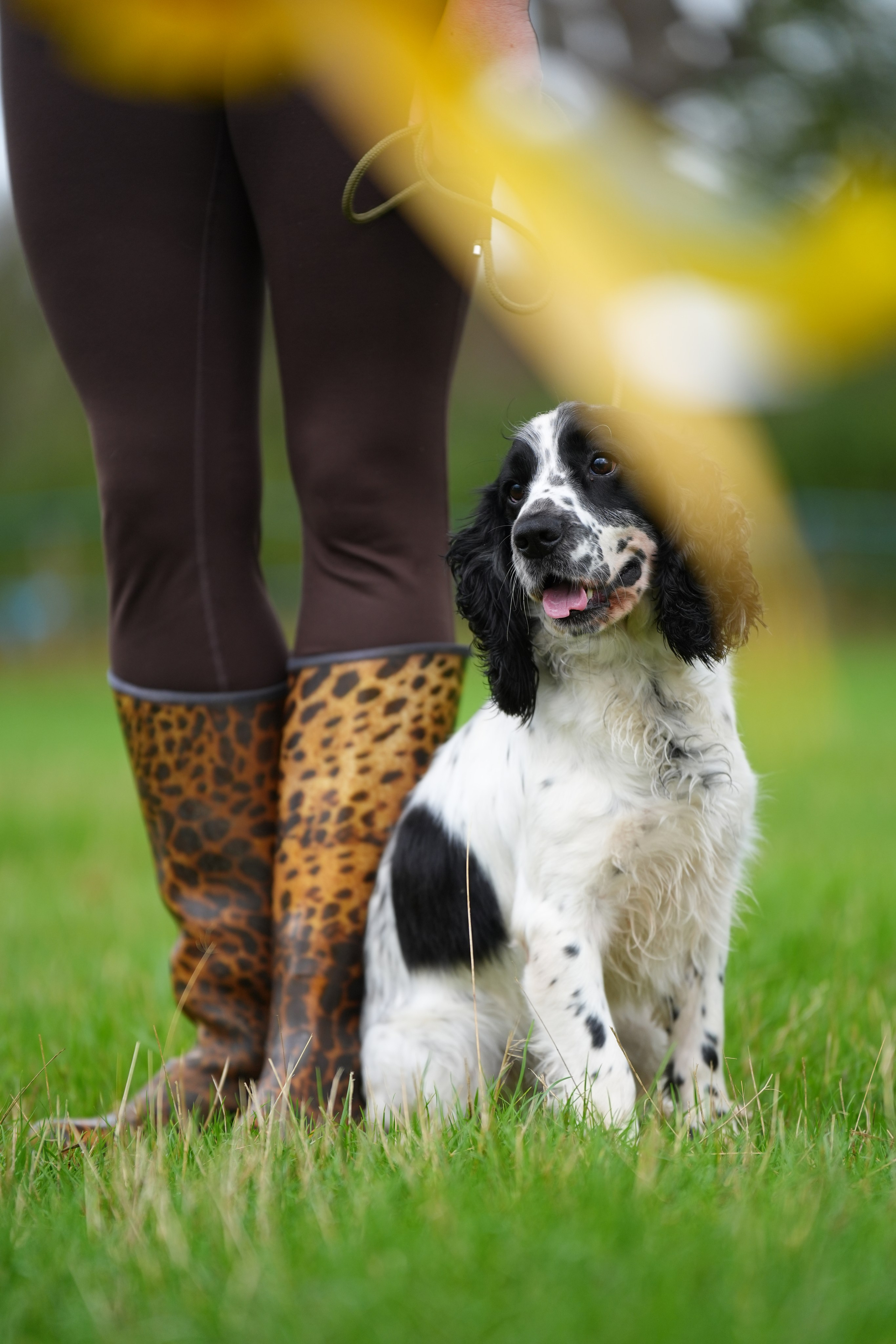 Canine. Leicestershire Equine Photography by El | Authentic Equine Portraits & Events