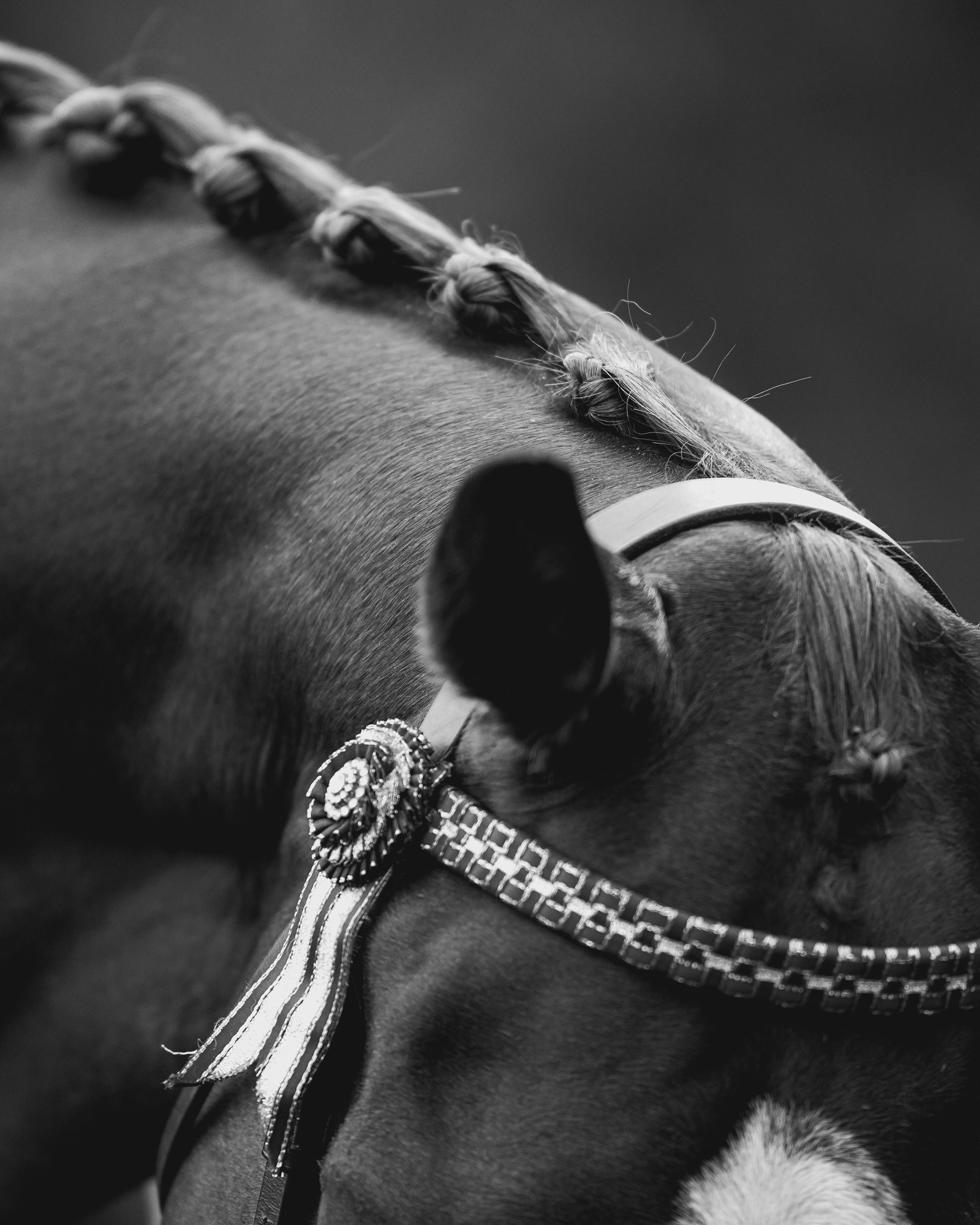 Headshots. Leicestershire Equine Photography by El | Authentic Equine Portraits & Events