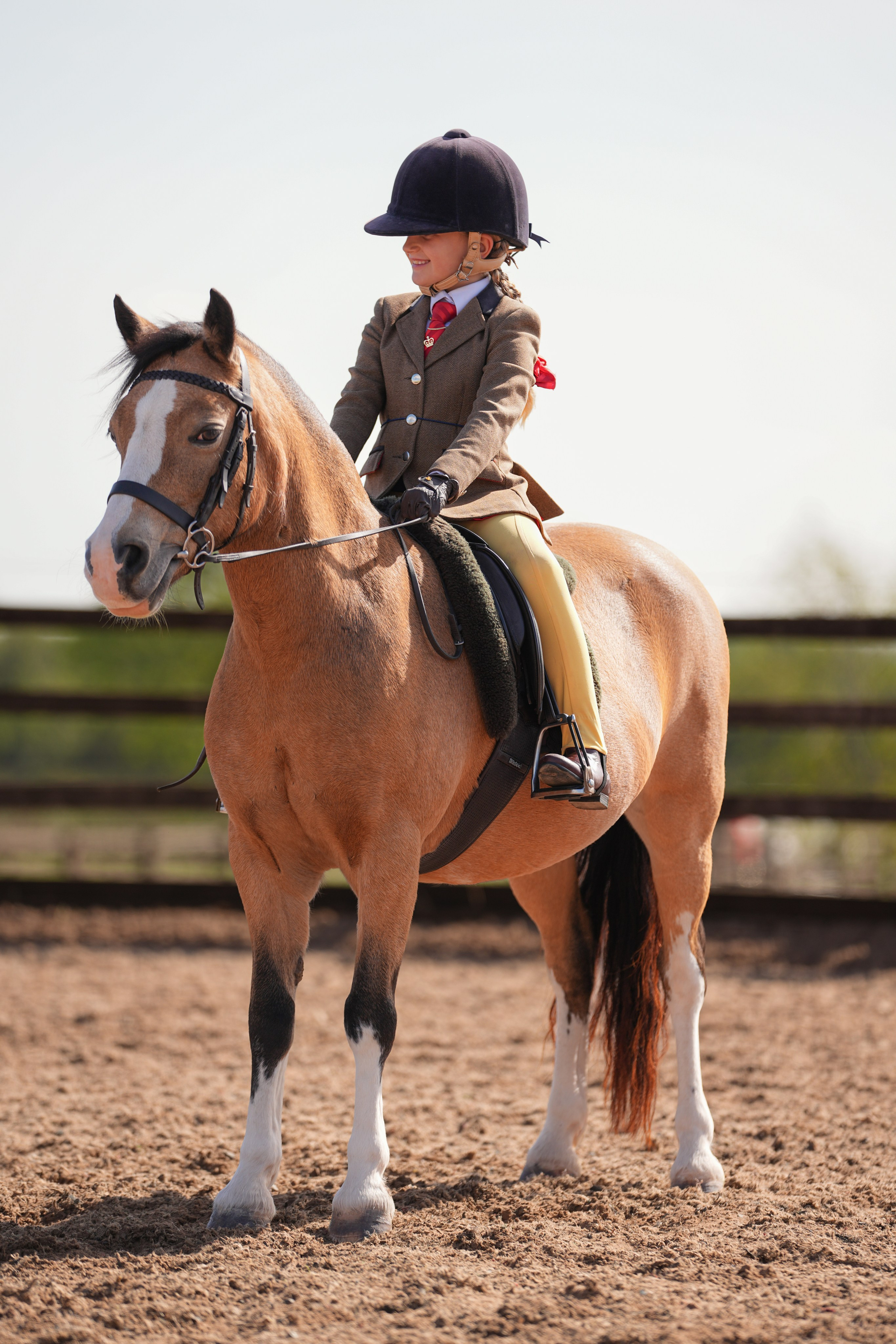 Showing. Leicestershire Equine Photography by El | Authentic Equine Portraits & Events