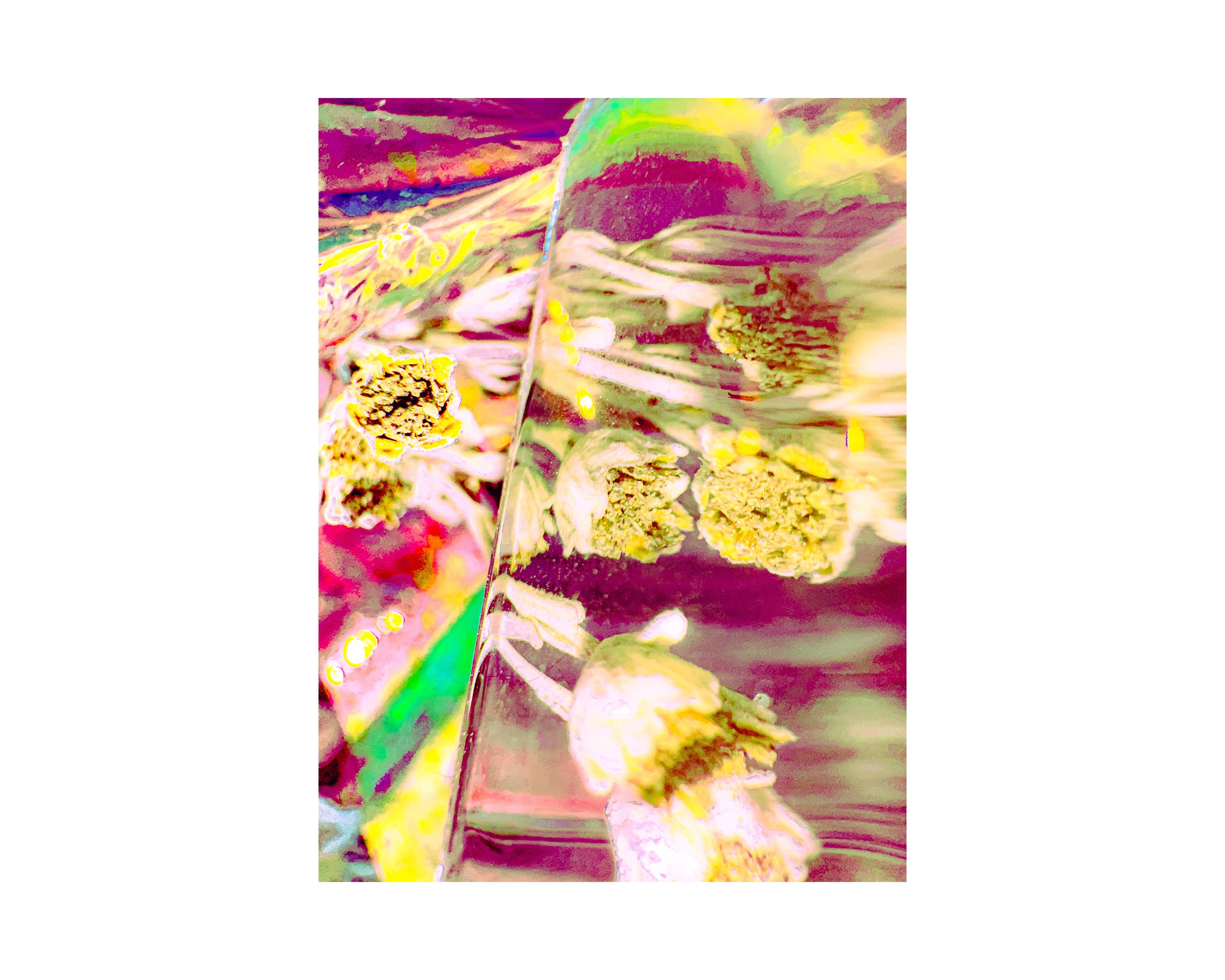 Nature from Exaggerated Worlds. Ekaterina Tsurkina-Appina Photography Canada