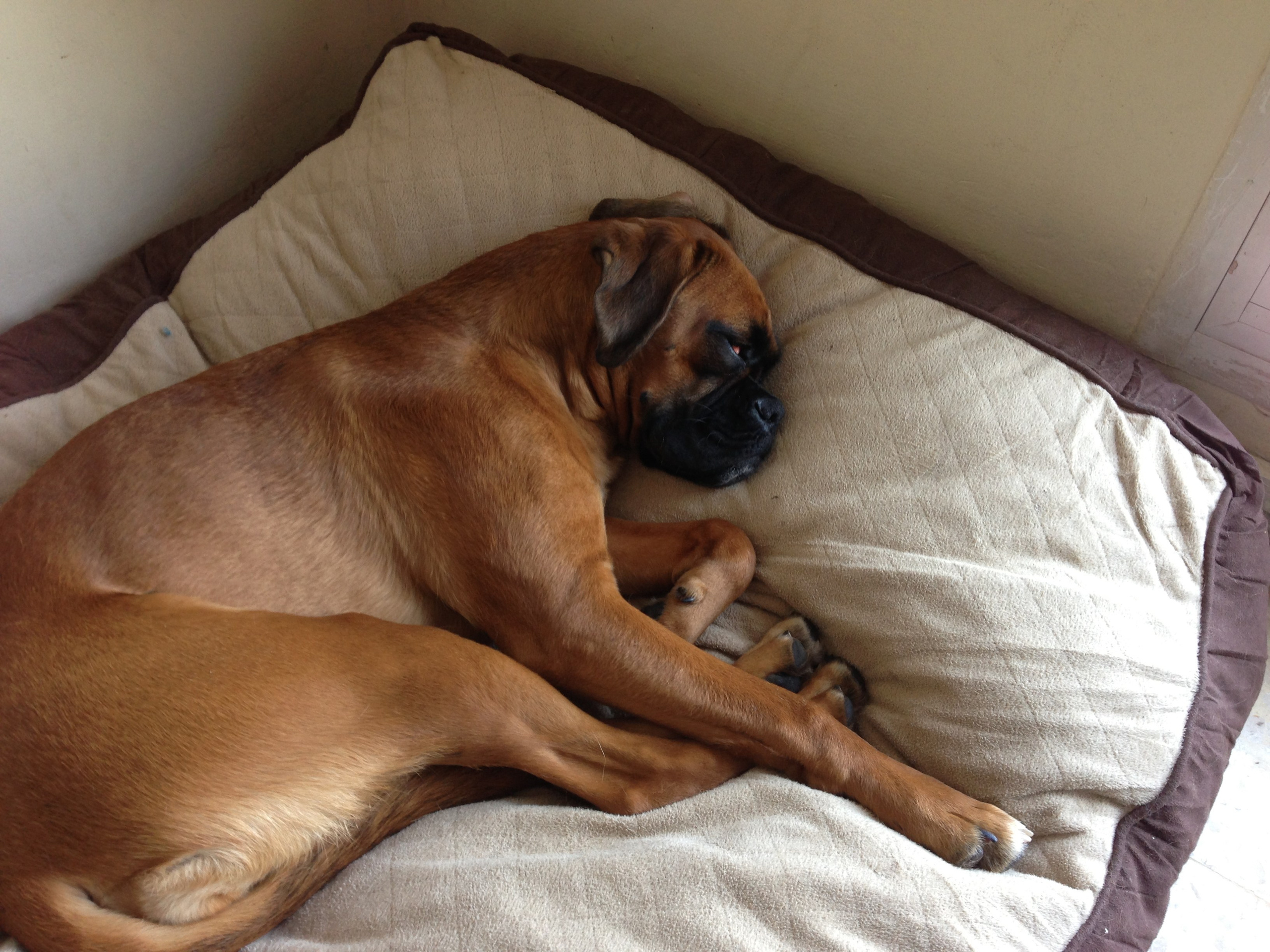 My ״Star״ Boxer Dog