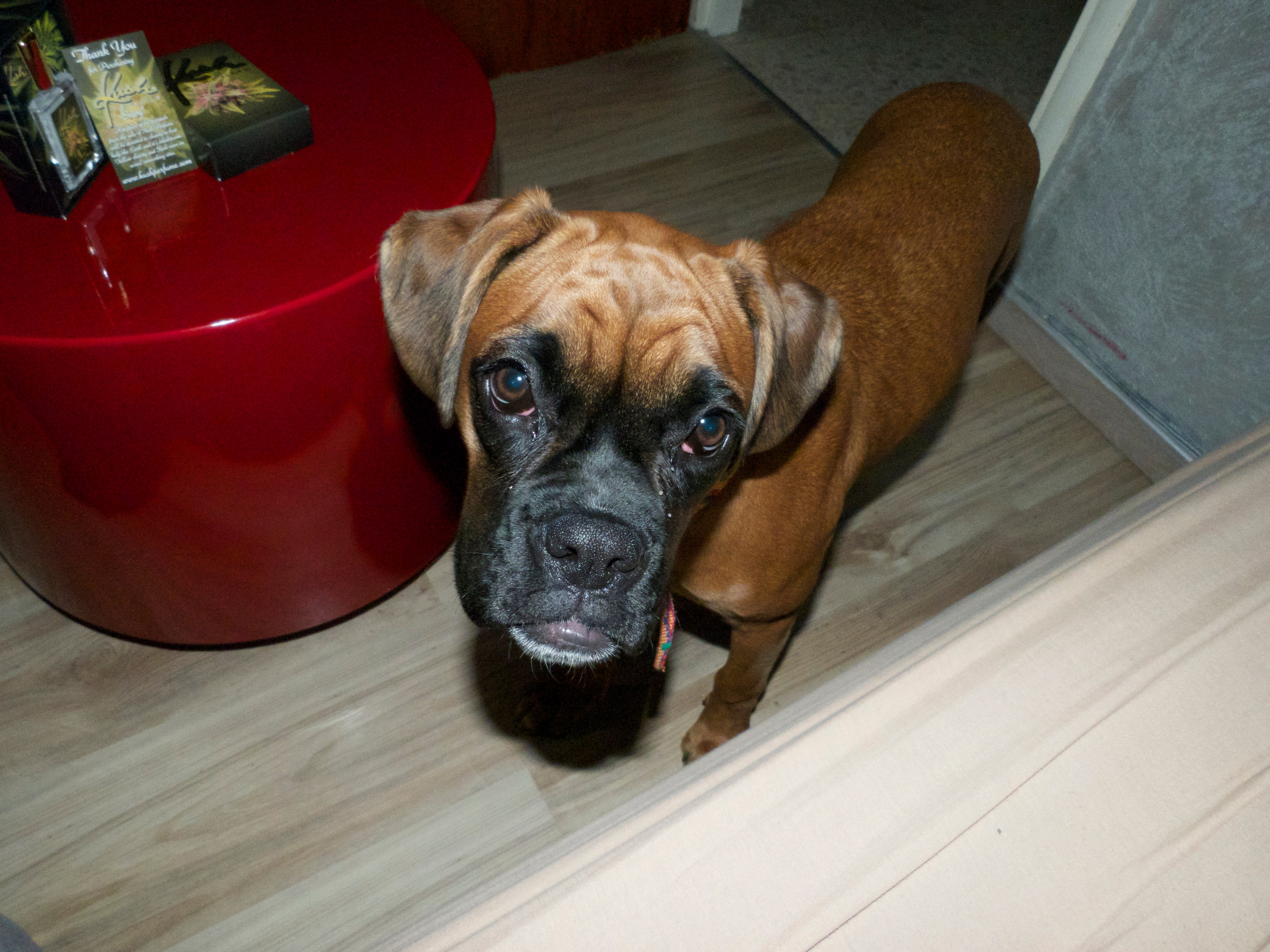 My ״Star״ Boxer Dog