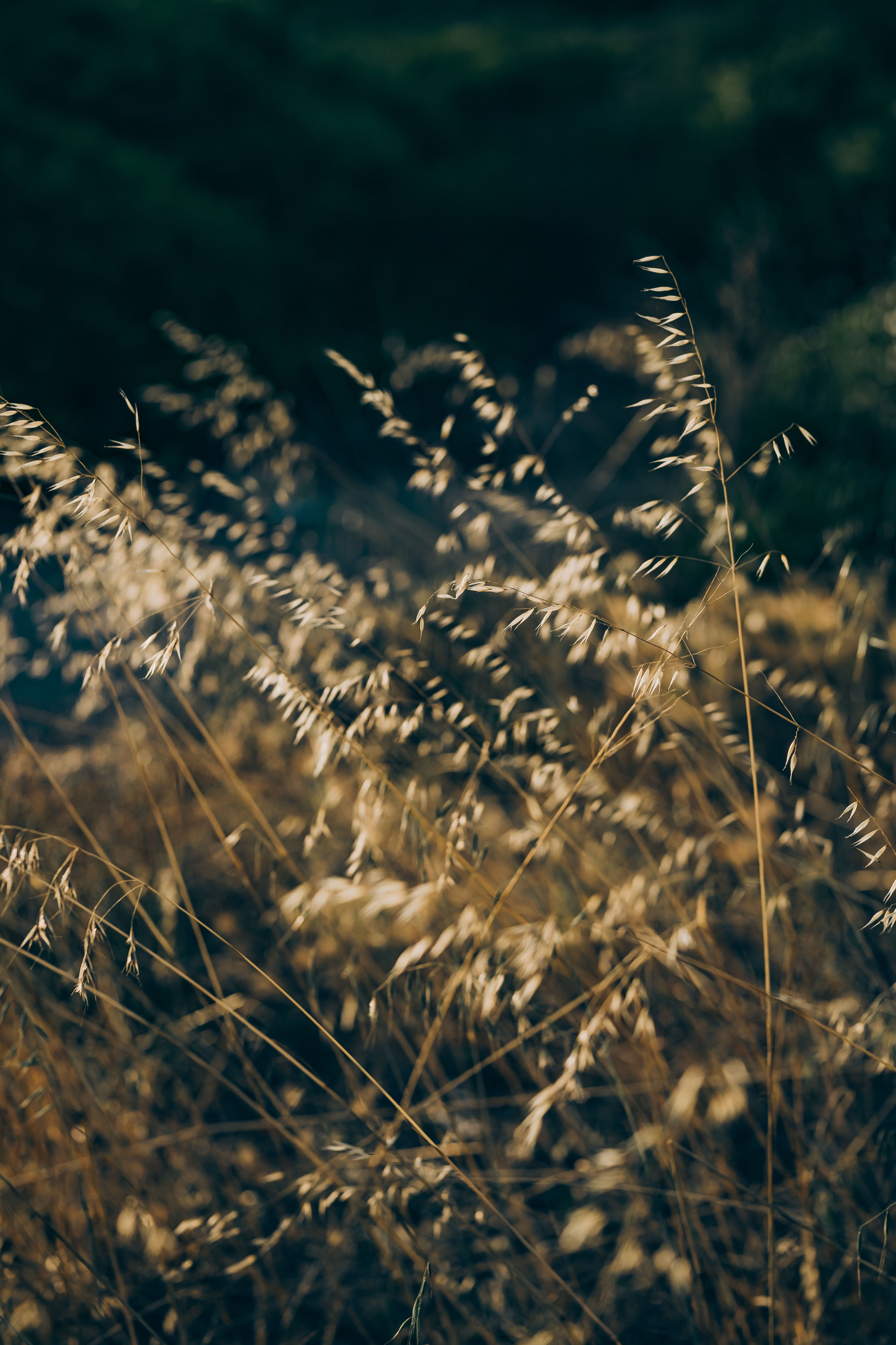 Cala d’Or. Фотограф у Пальма де Майорка