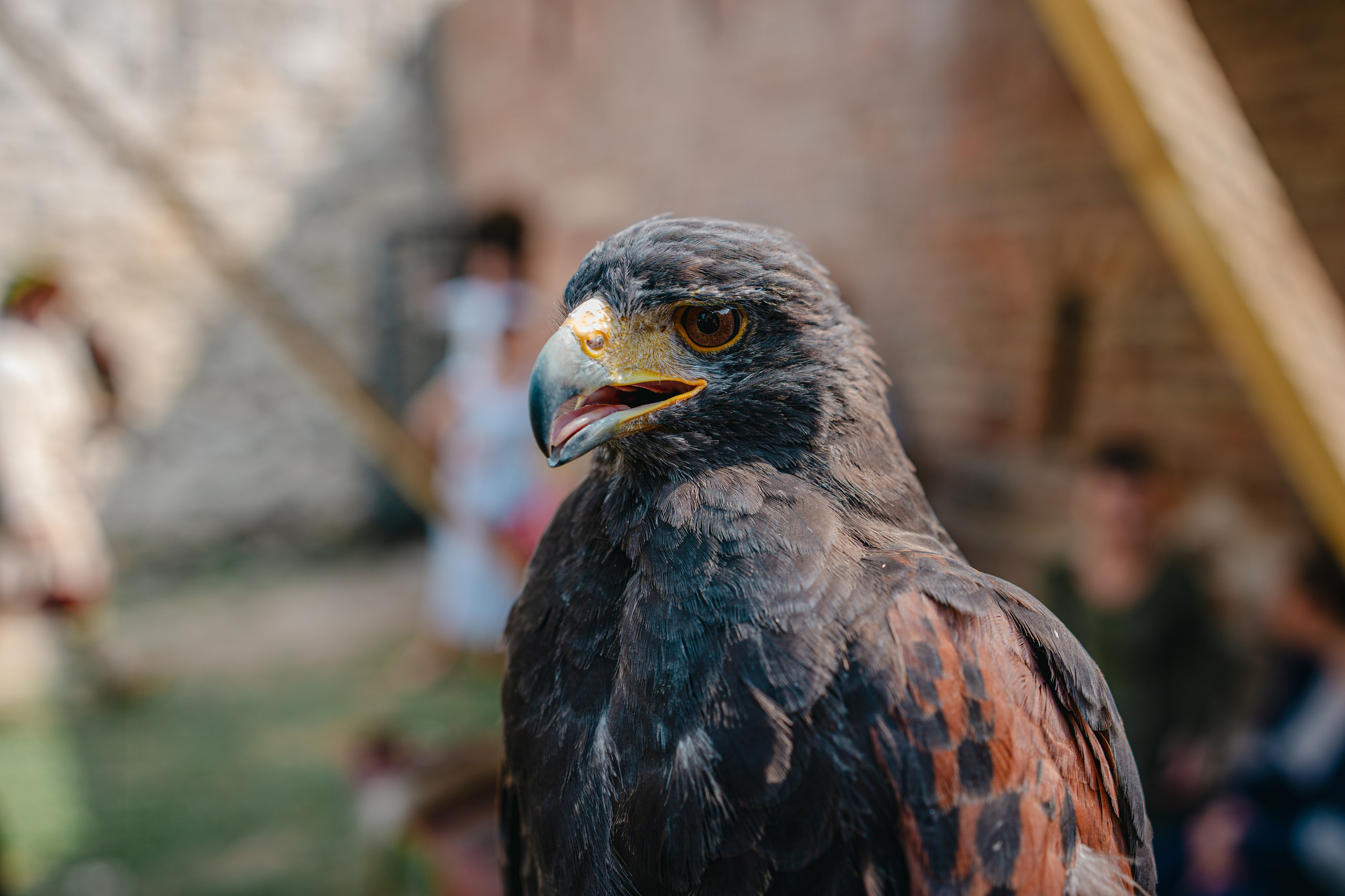 Sibinjanin Janko / Janjoš Hunjadi Fest 21.07.2024. Concert and Event photographer in Belgrade, Serbia