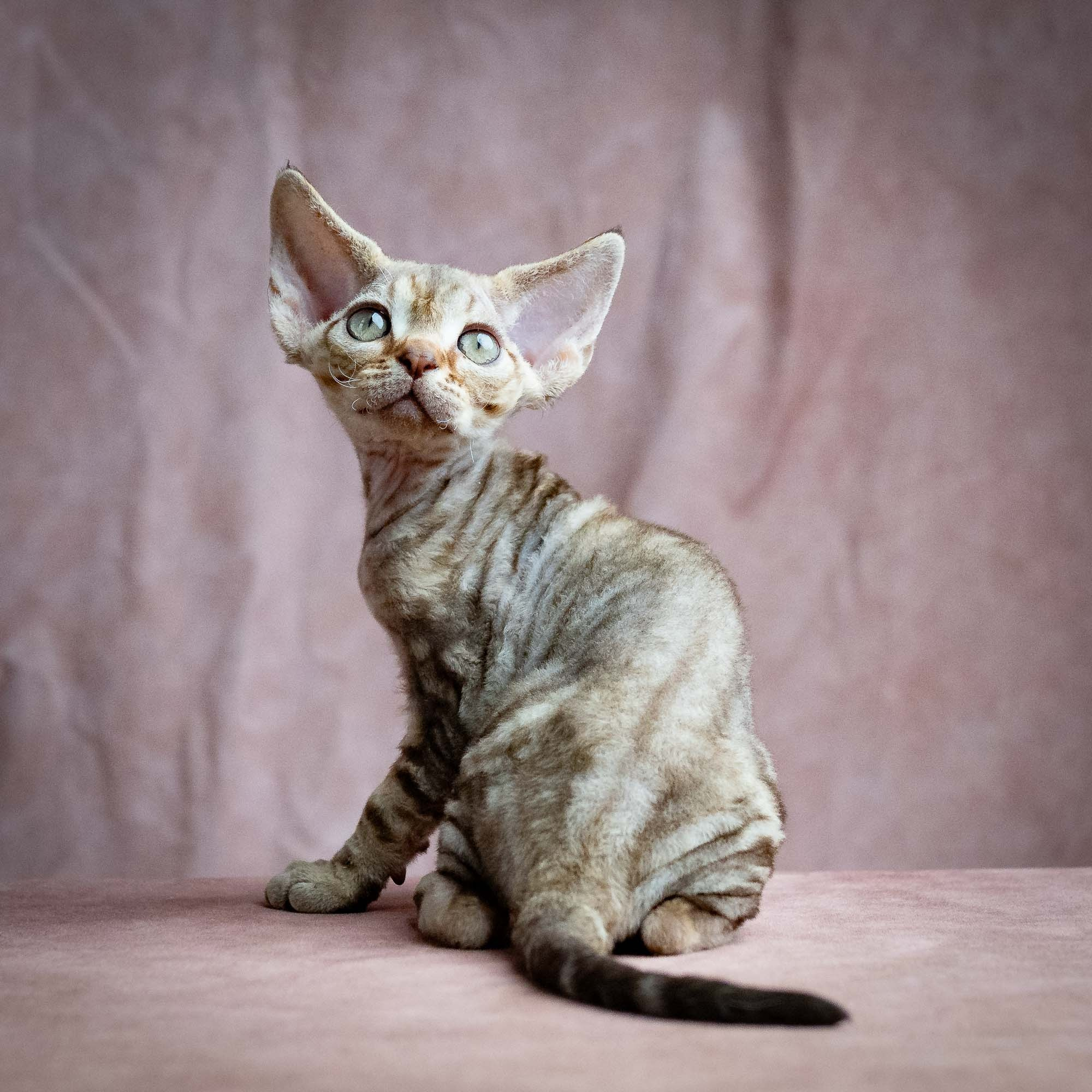 Sirius, boy, born 05.15.26. Devon Rex Pixie Cattery