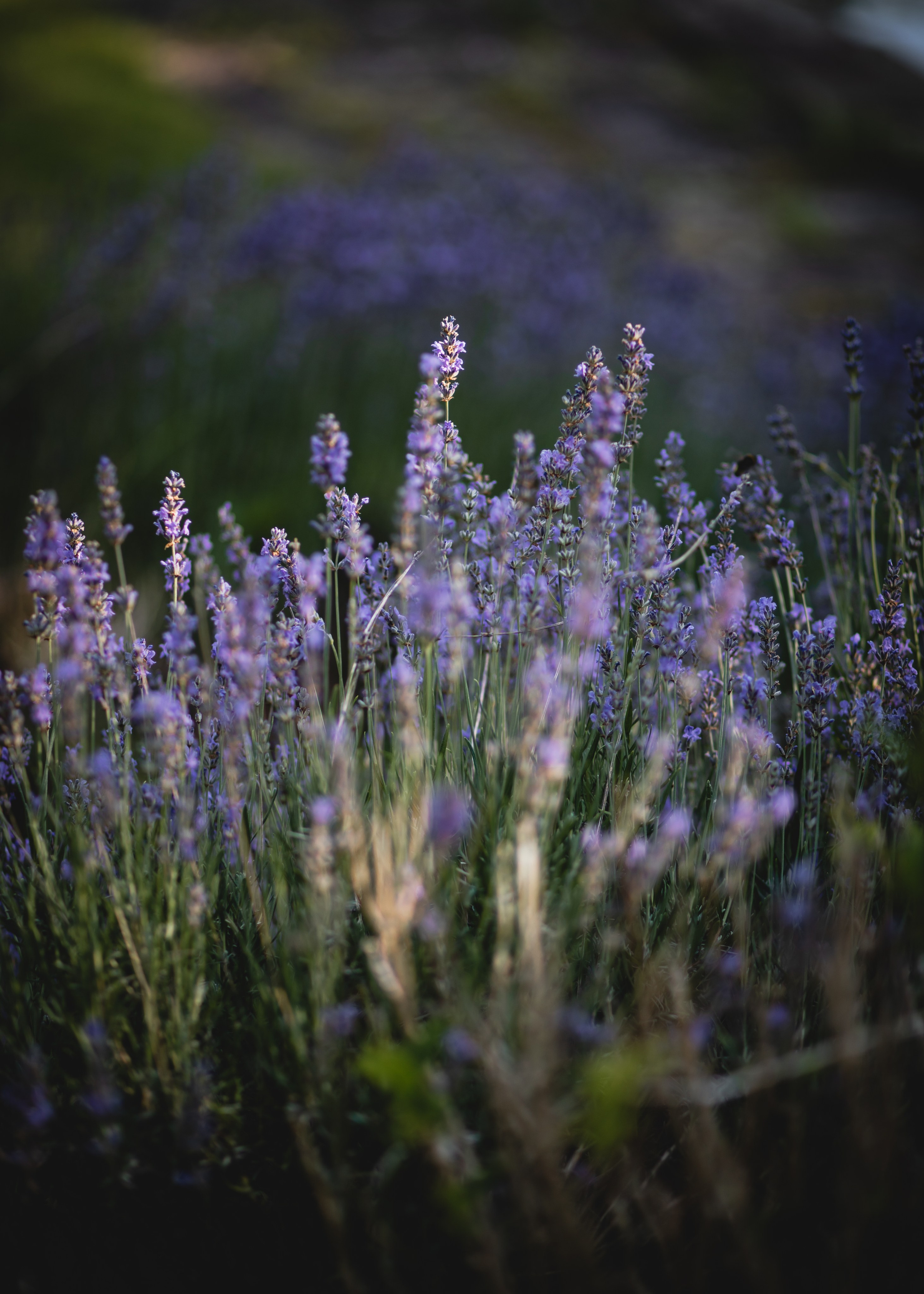 Elissa | Mads. Professional wedding photographer in Copenhagen, Denmark — Julia Byron