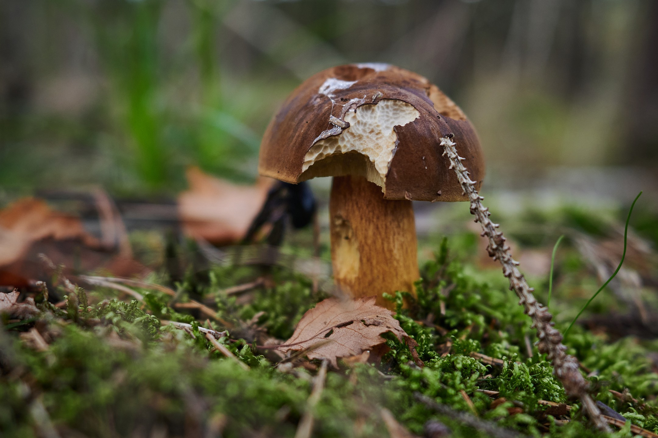 Nature & Wildlife. Yuri Popkov | Photographer