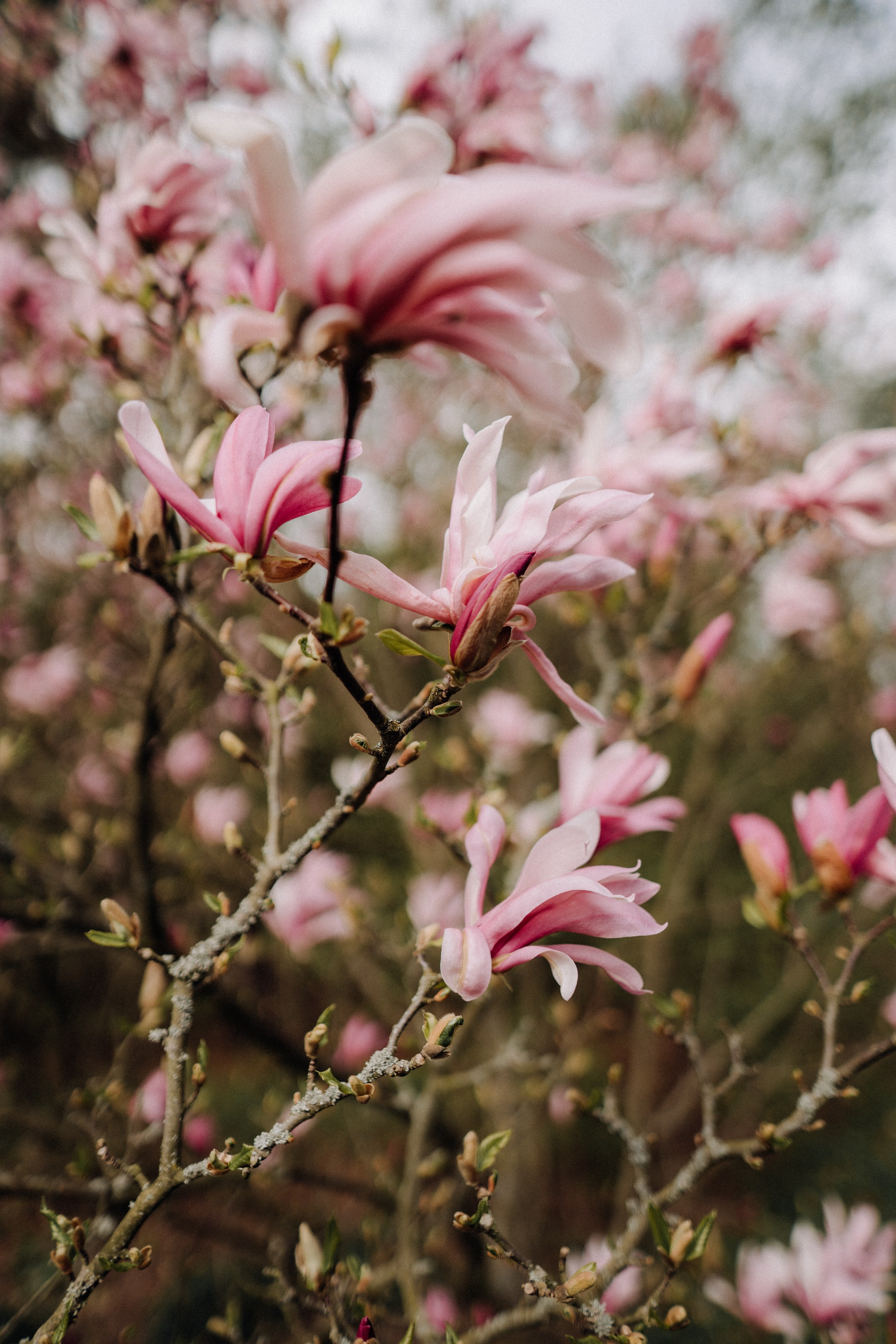 Nature. Фотограф в Праге Анна Лебедева
