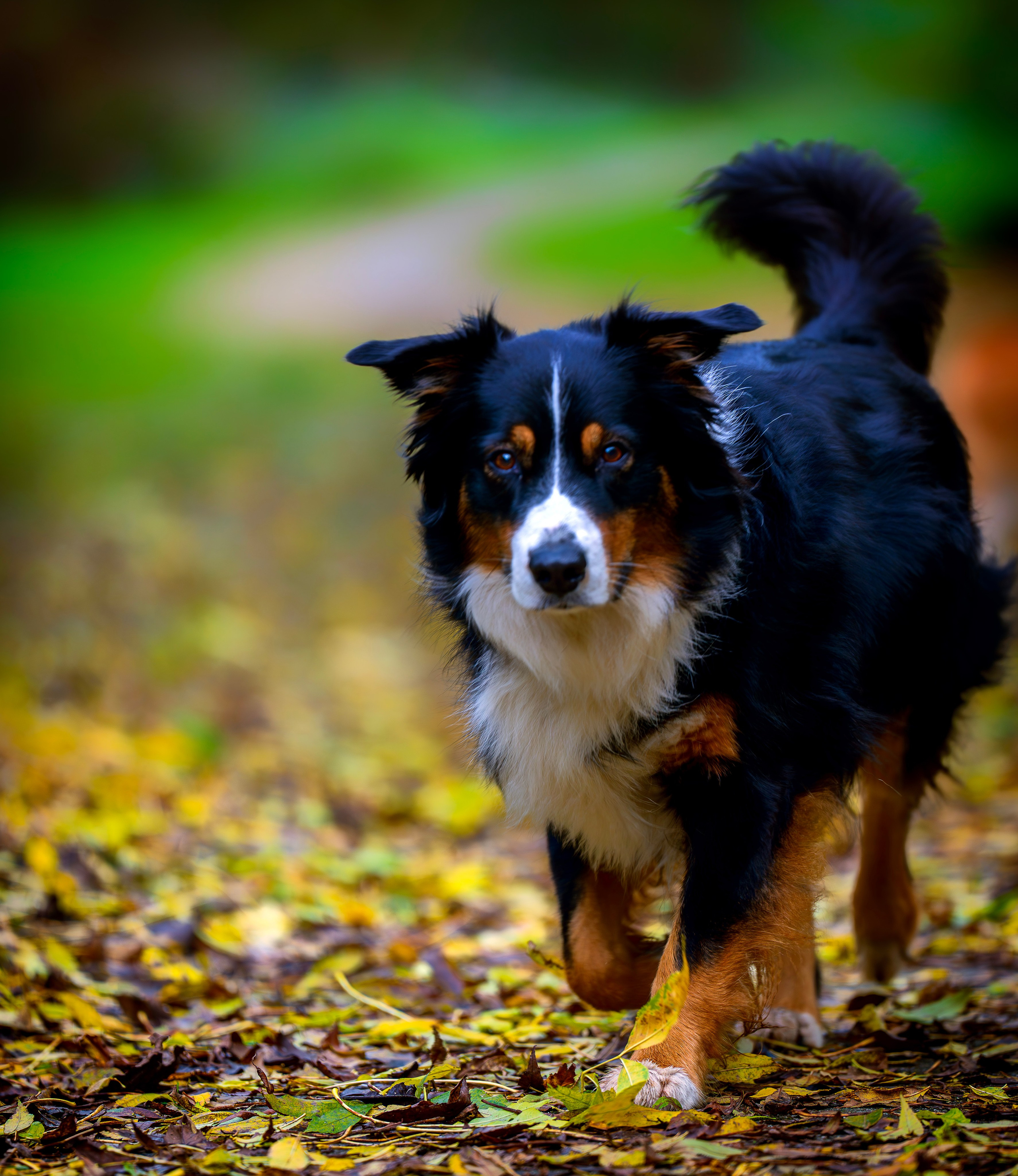 Hunde. LUKIN IGOR Photography