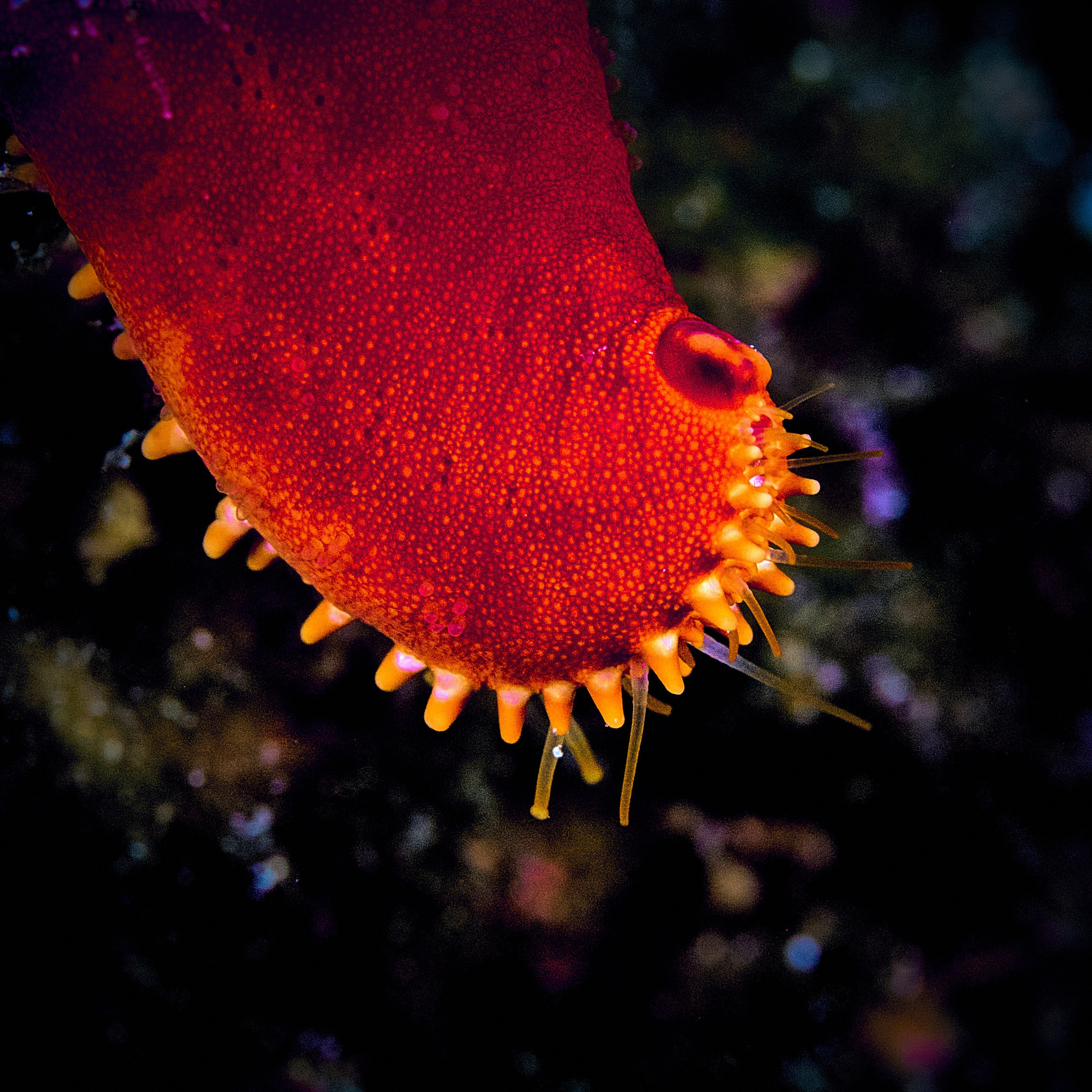 Mieszkańcy mórz. Andriej Szypilow — Photography & Videography