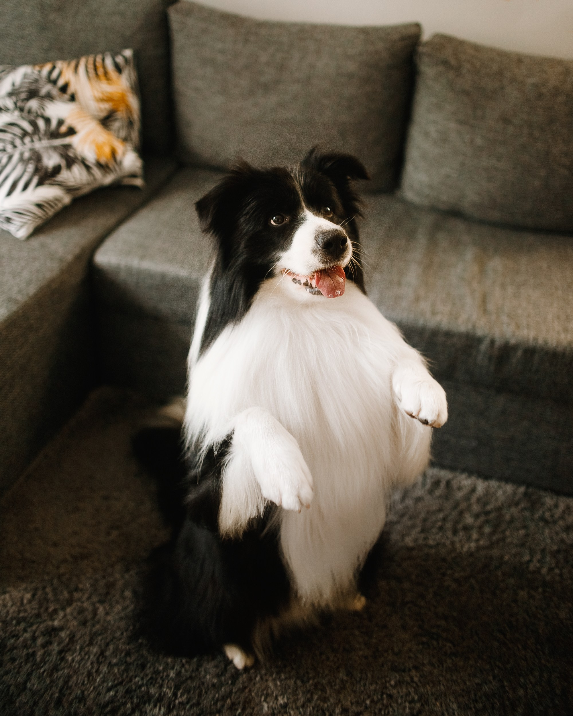 Evgenia & Richard. Kaja | fotograf we Wrocławiu | ludzie i psy