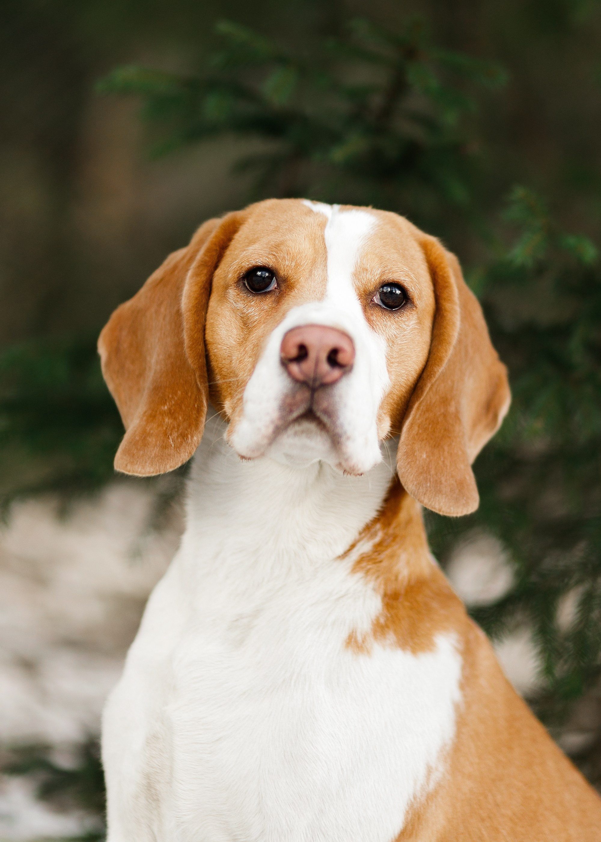 Corgi kennel & some other dogs in the forest. Kaja | fotograf psów we Wrocławiu