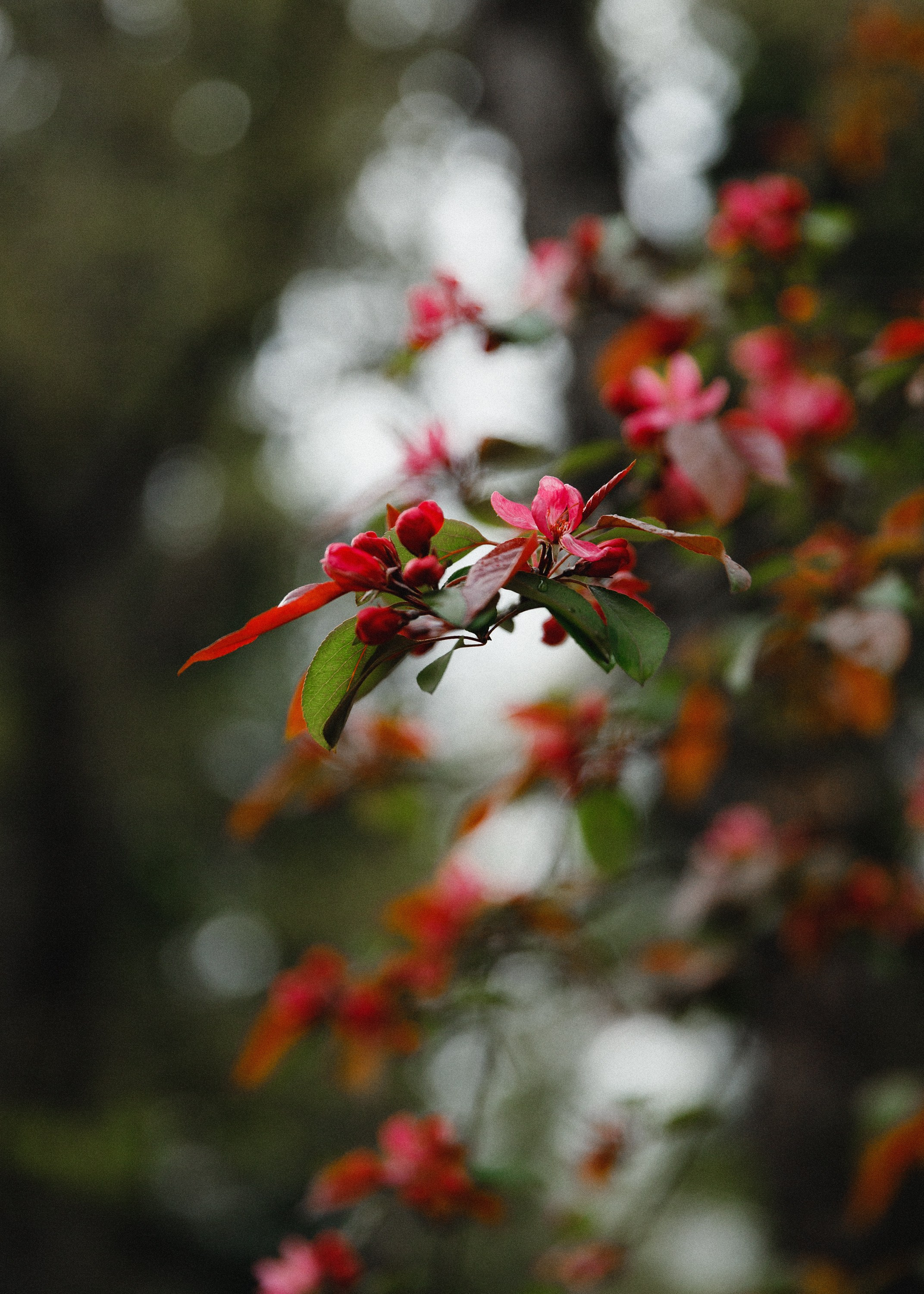 Botanical garden in Wroclaw. Kaja | fotograf we Wrocławiu | ludzie i psy