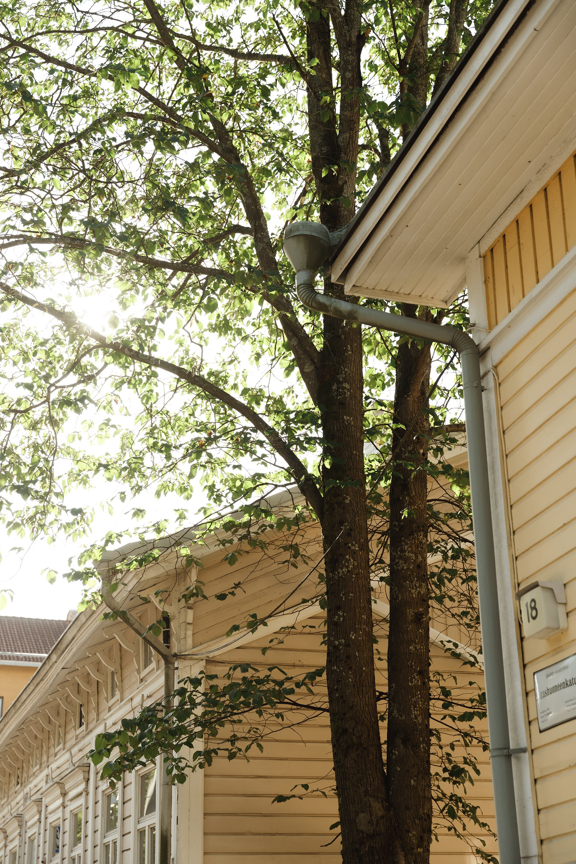 Turku. Kaja | fotograf psów we Wrocławiu