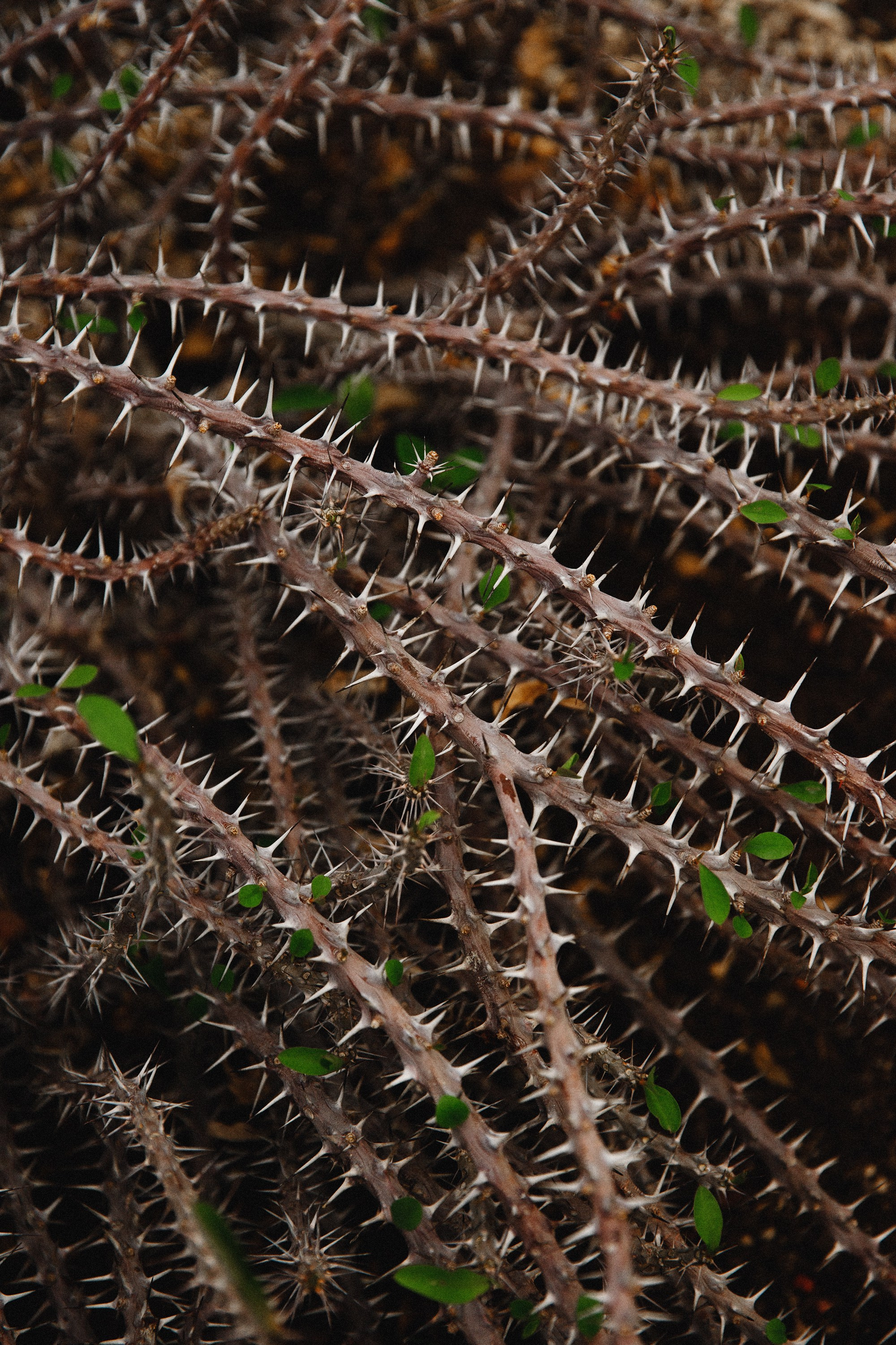 Botanical garden in Wroclaw. Kaja | fotograf we Wrocławiu | ludzie i psy