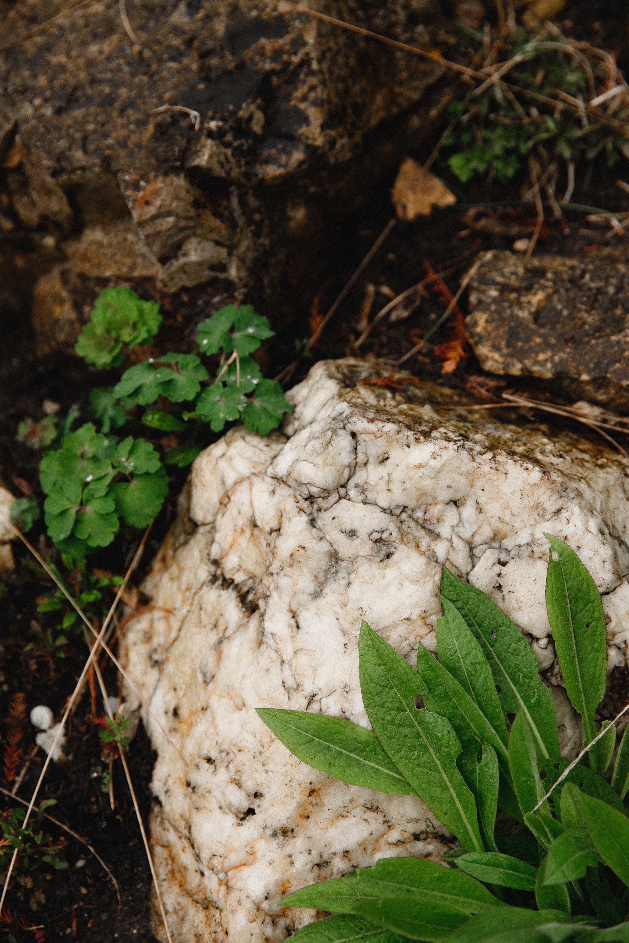 Botanical garden in Wroclaw. Kaja | fotograf we Wrocławiu | ludzie i psy