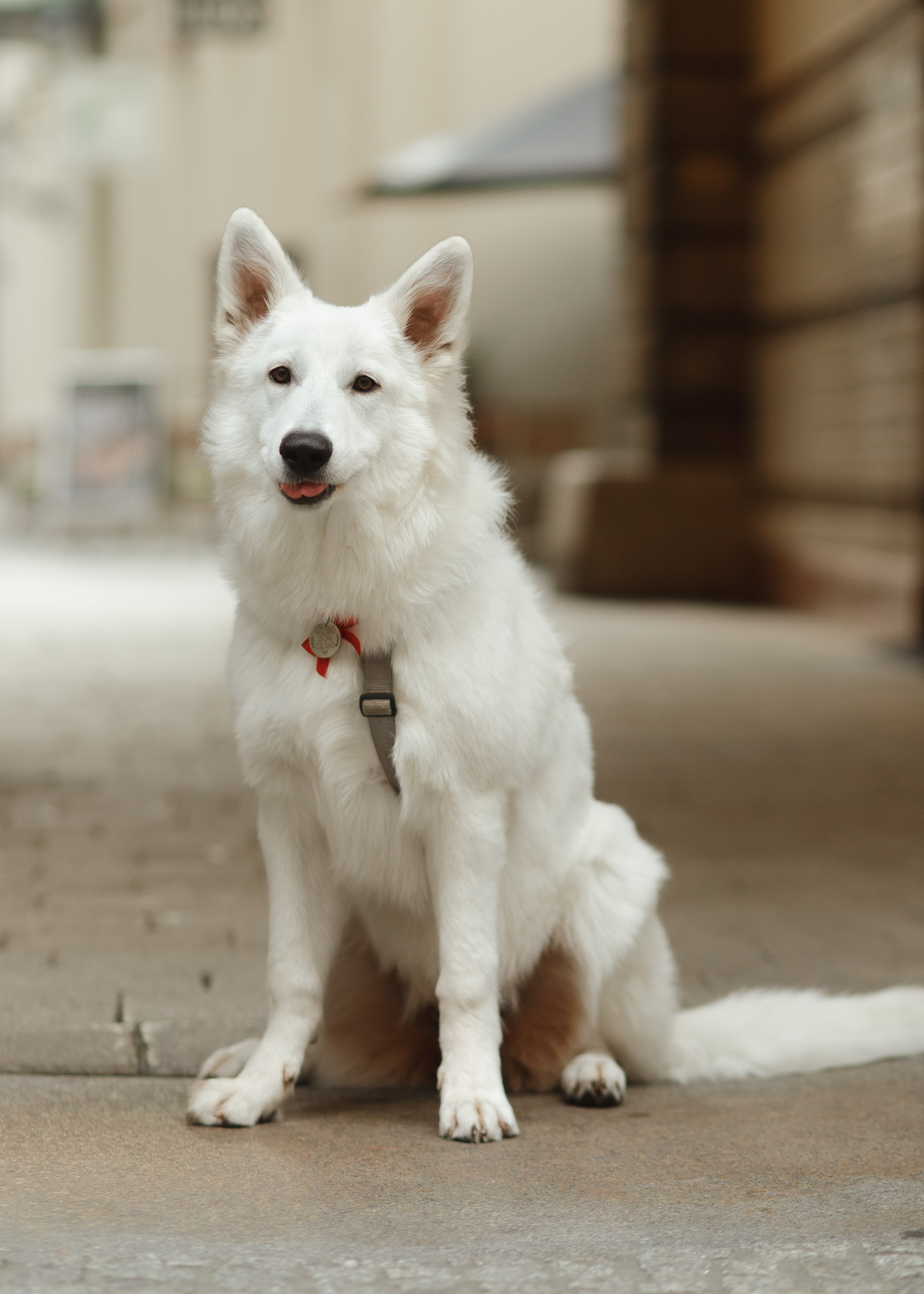 Astra in Leipzig. Kaja | fotograf we Wrocławiu | ludzie i psy