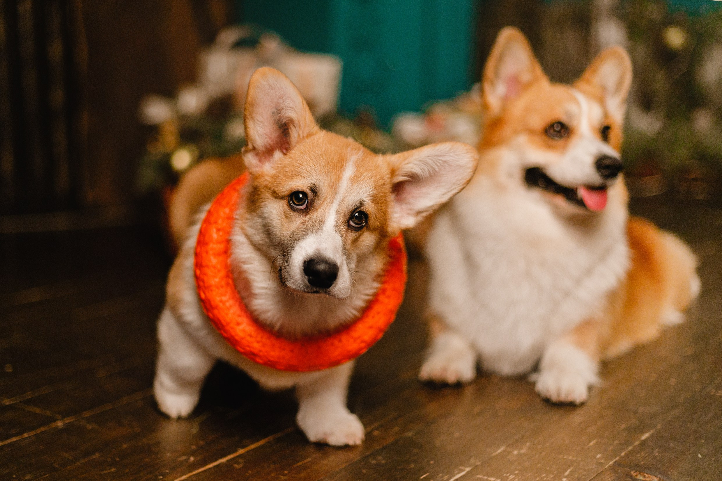New Year corgis in studio. Kaja | fotograf we Wrocławiu | ludzie i psy