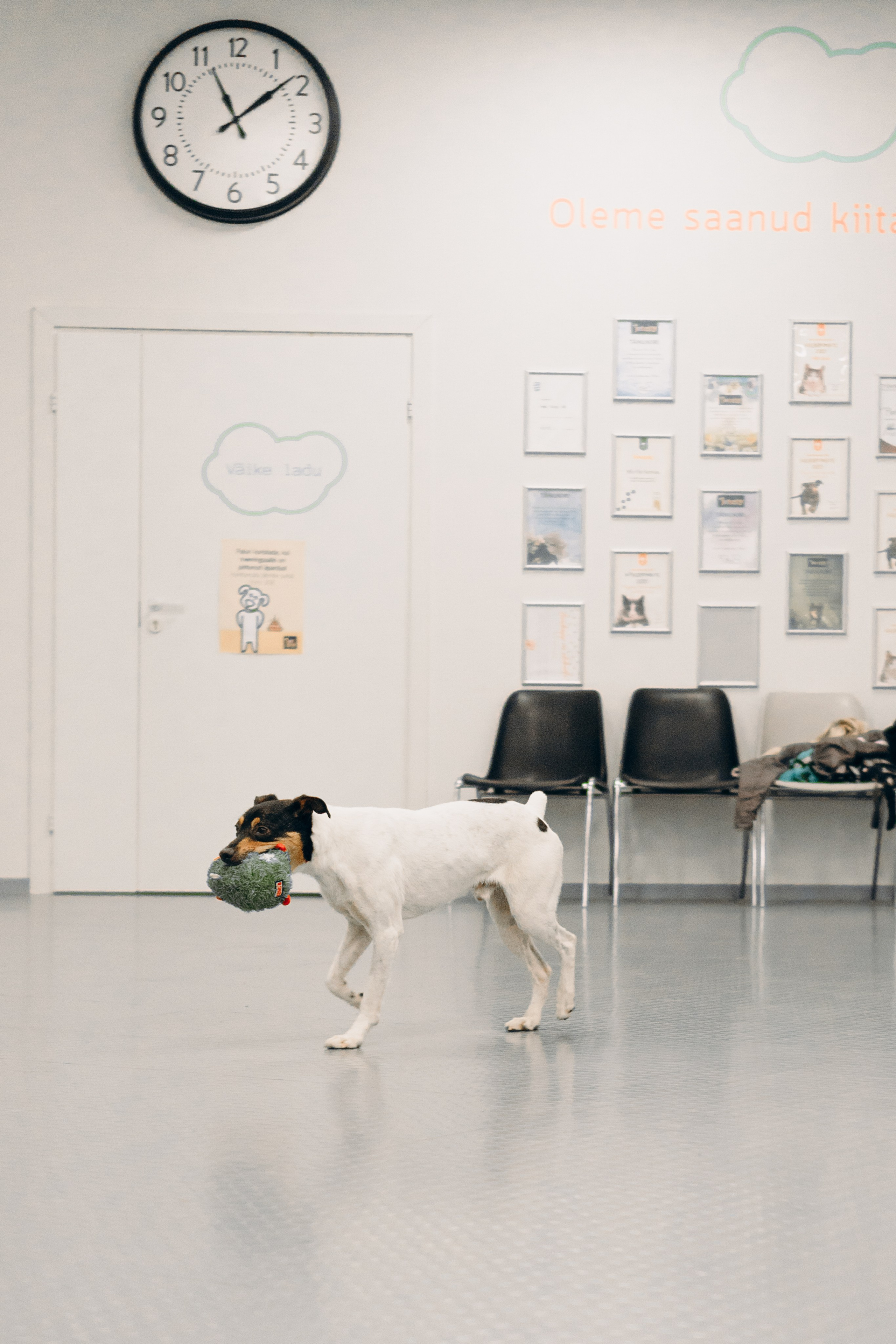 GalgoTreff / PetCity Rannamõisa, 13 apr. 2025. Kat Laisaar — Pet photographer in Tallinn