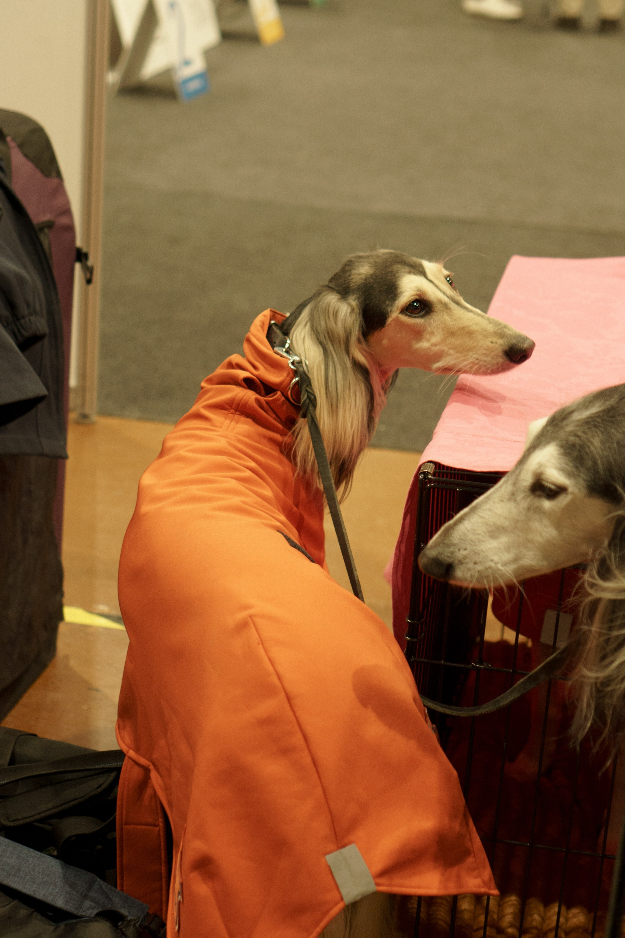 Tartu International Dog Show. Kat Laisaar — Pet photographer in Tallinn