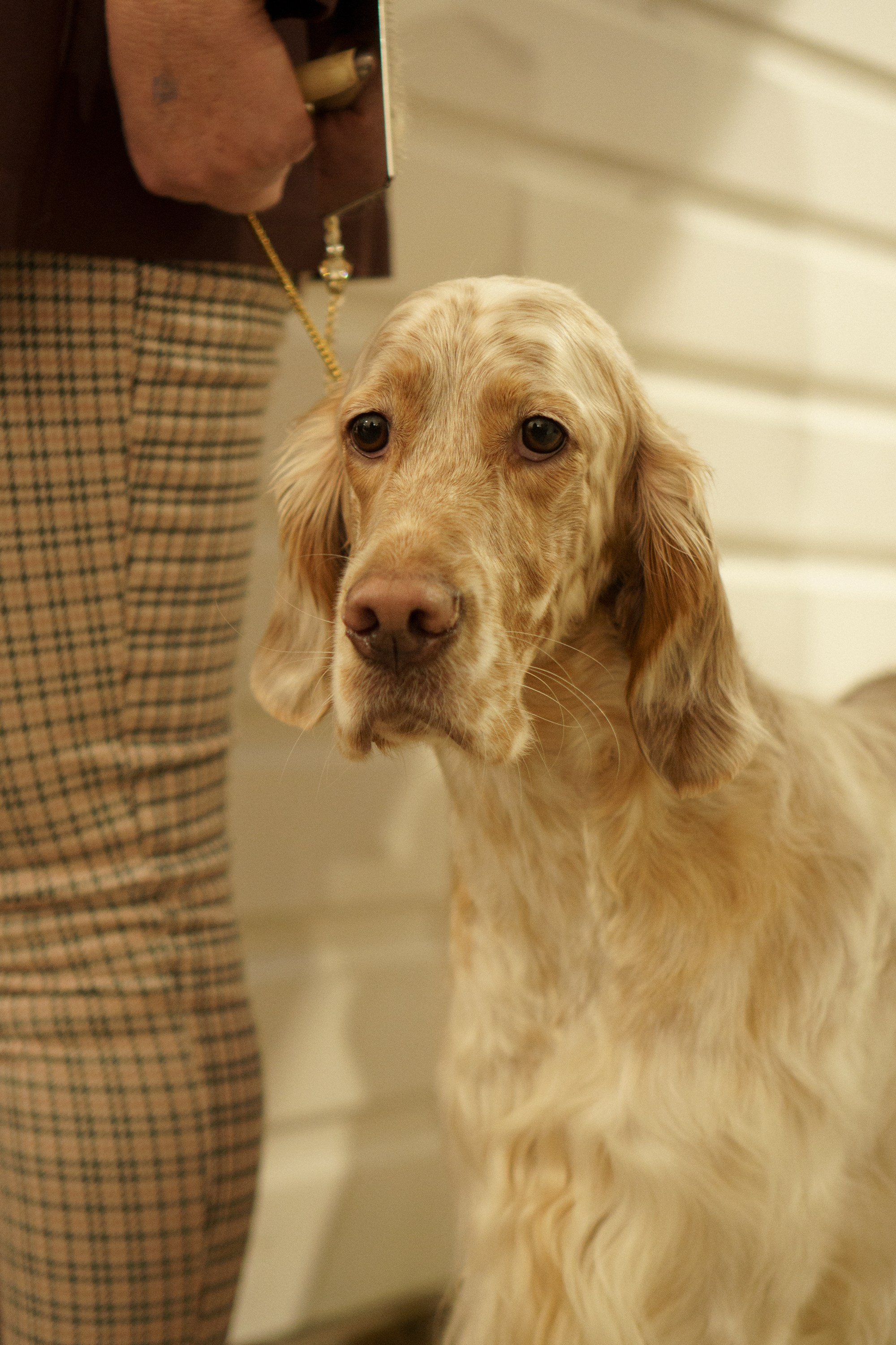 Tartu International Dog Show. Kat Laisaar — Pet photographer in Tallinn
