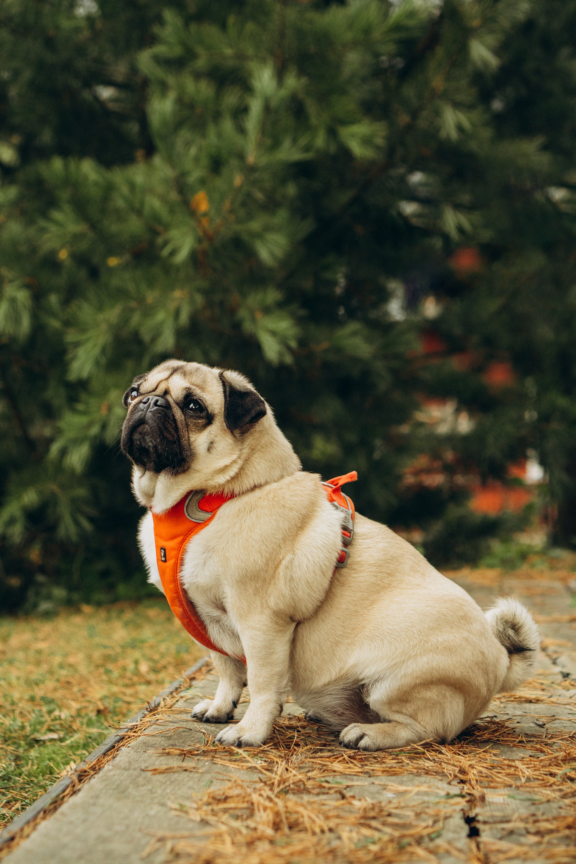 Jelena and her Sandy, Pug and Katja and her Safiir, Cardigan Welsh Corgi. Kat Laisaar — Pet photographer in Tallinn
