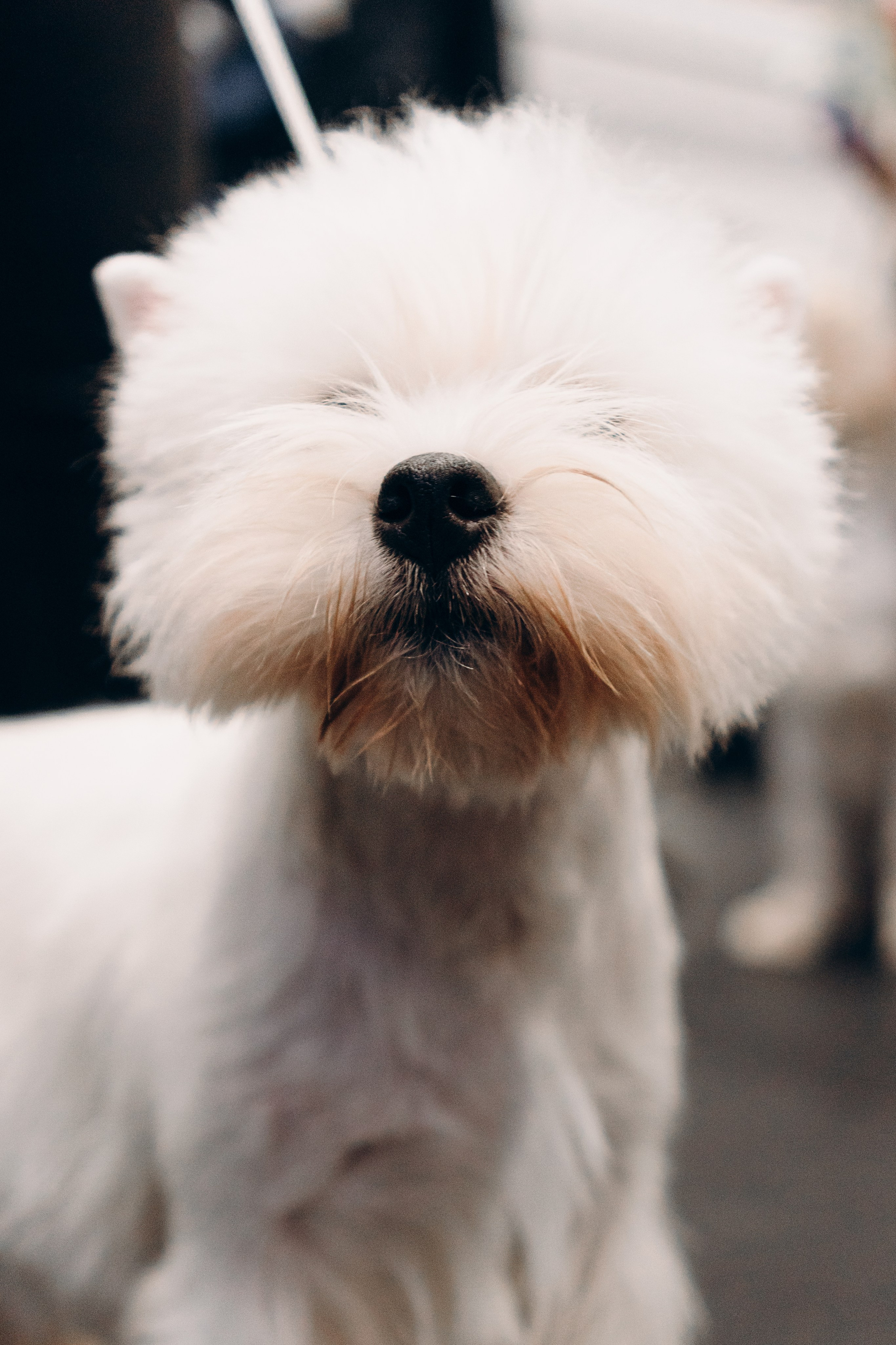 Pärnu dog weekend photo report. Kat Laisaar — Pet photographer in Tallinn