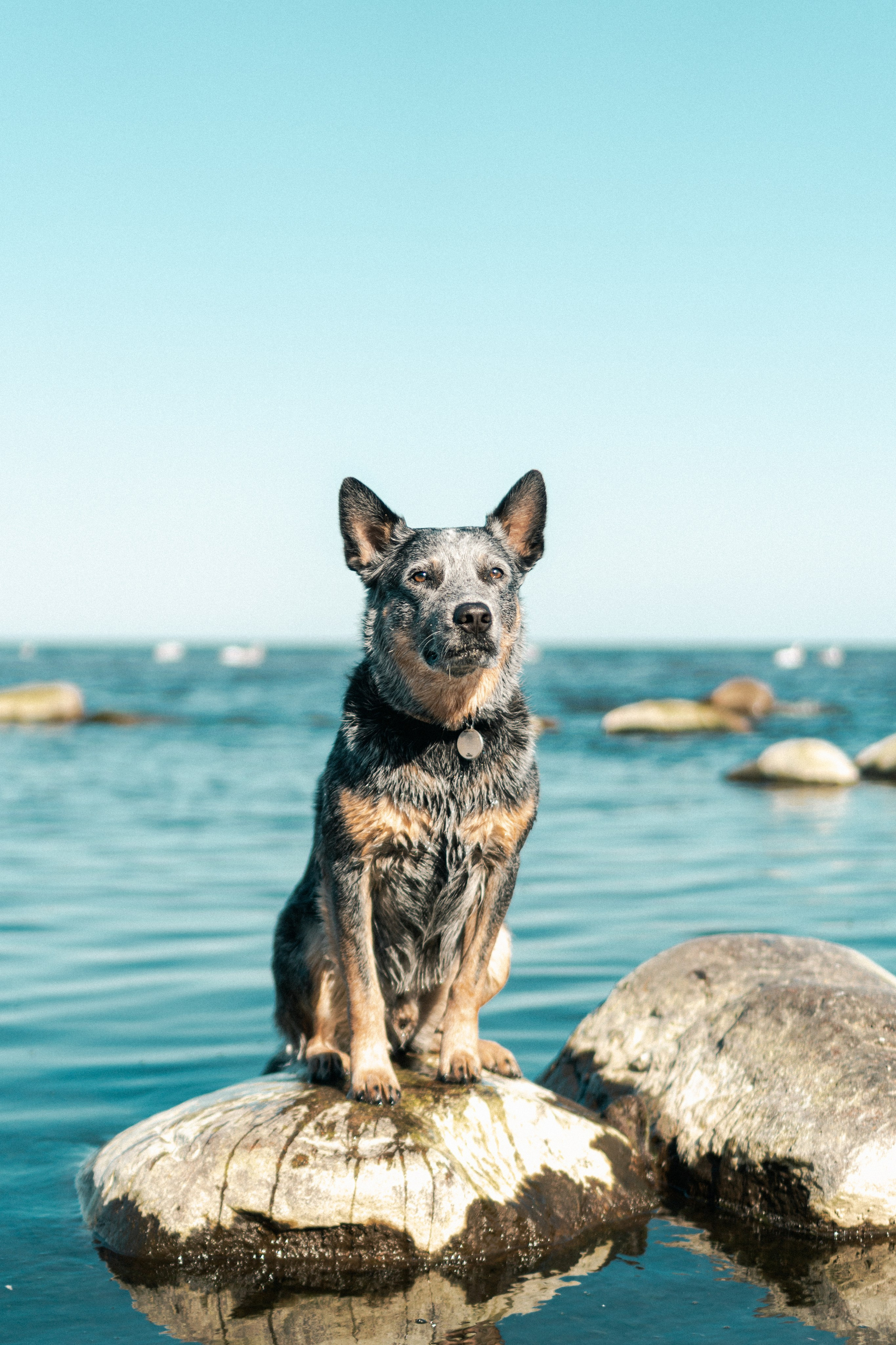 Oskar, Maria & Dmitrii. Kat Laisaar — Pet photographer in Tallinn