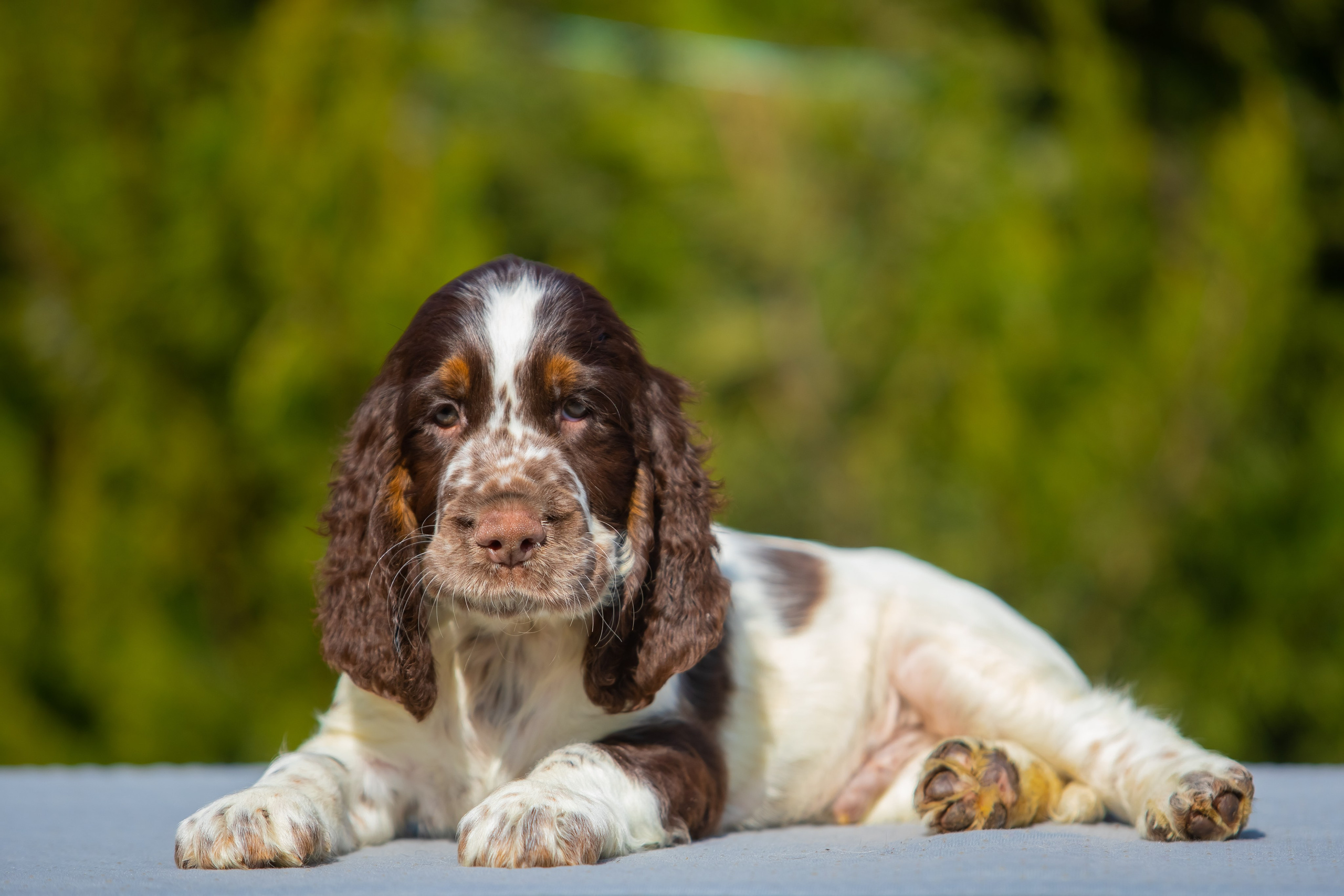 Male — Yellow collar 💛. Website of the titled stud dog of the Springer Spaniel breed