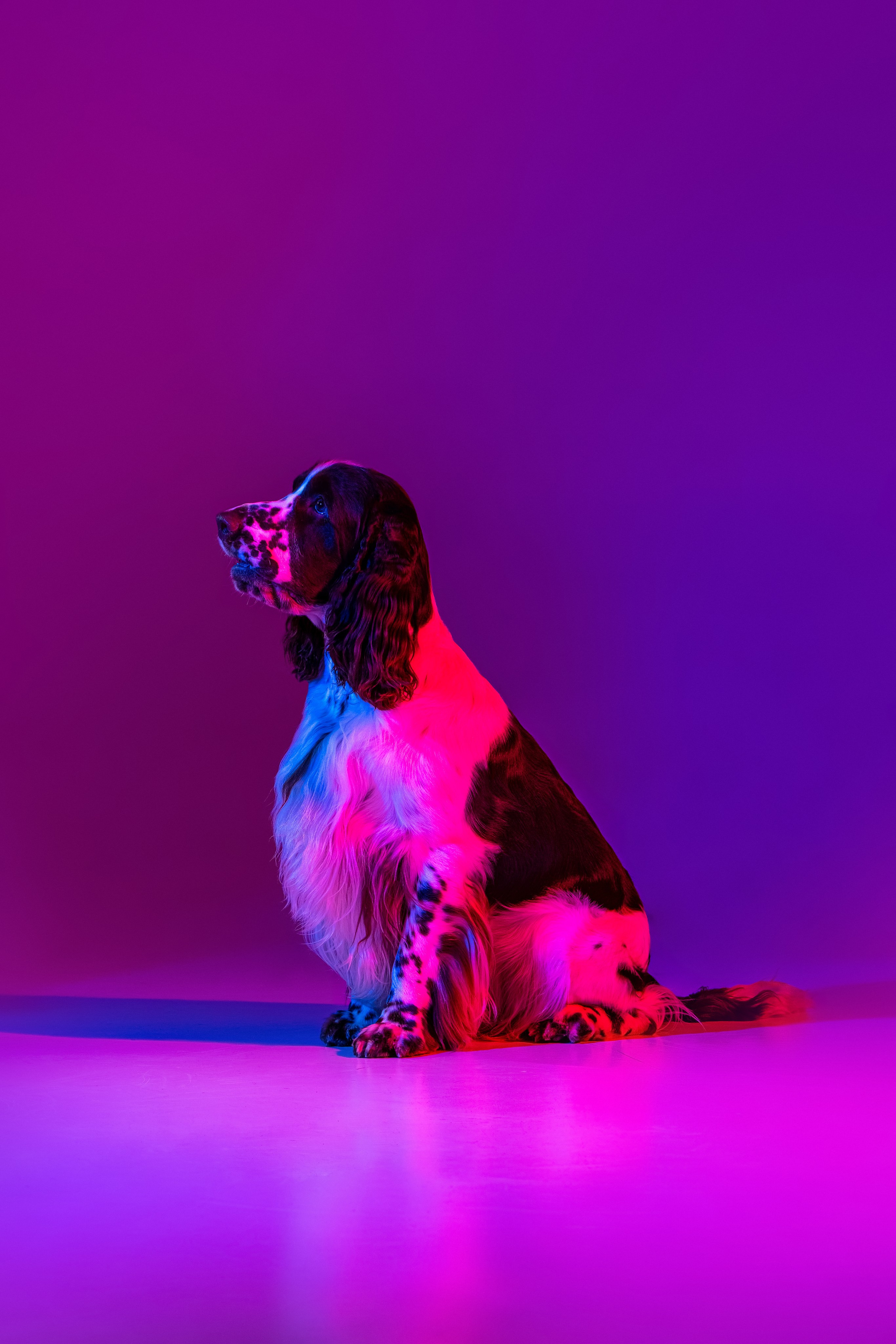 portrait of an English Springer Spaniel