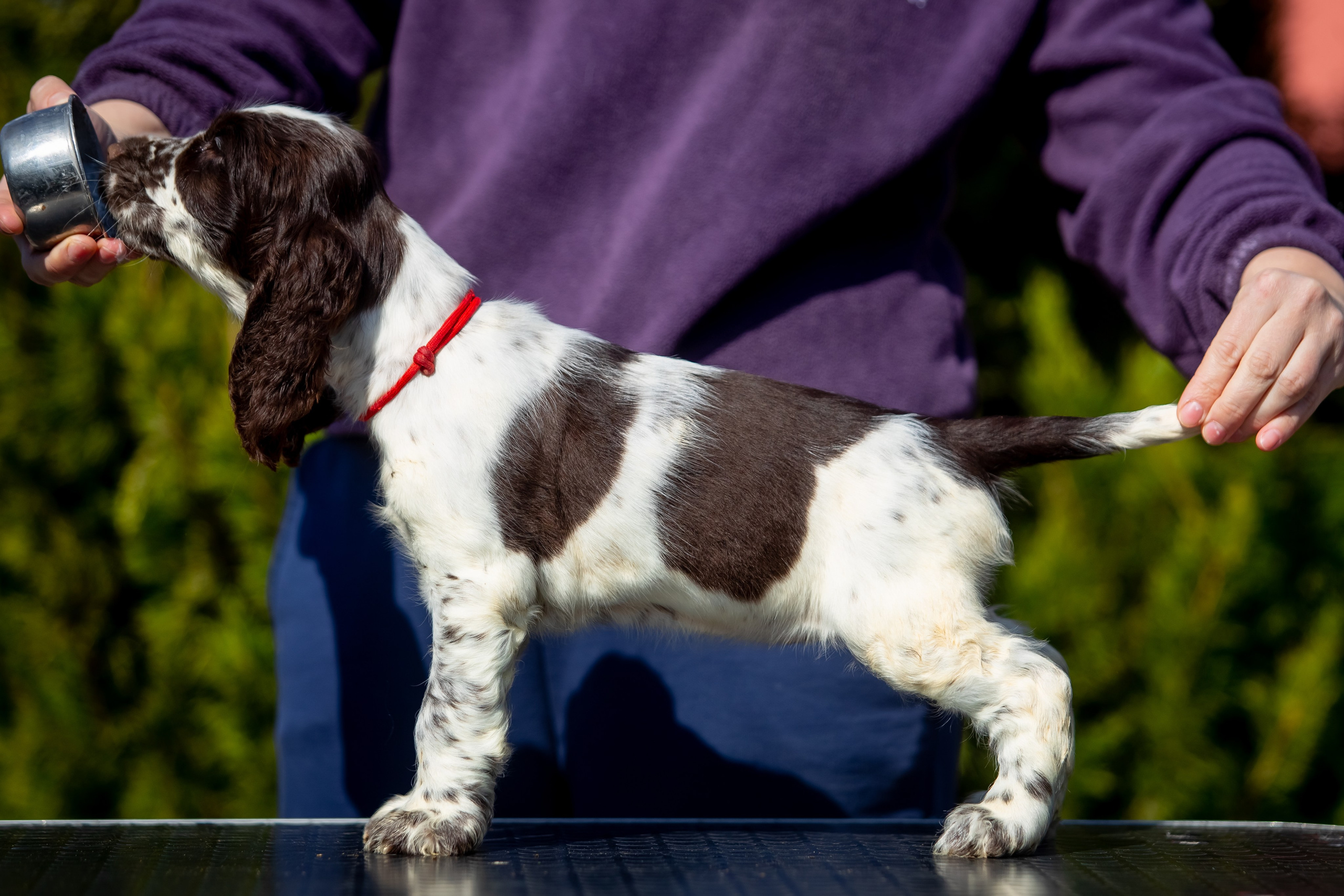 Female — Red collar ❤️. Website of the titled stud dog of the Springer Spaniel breed