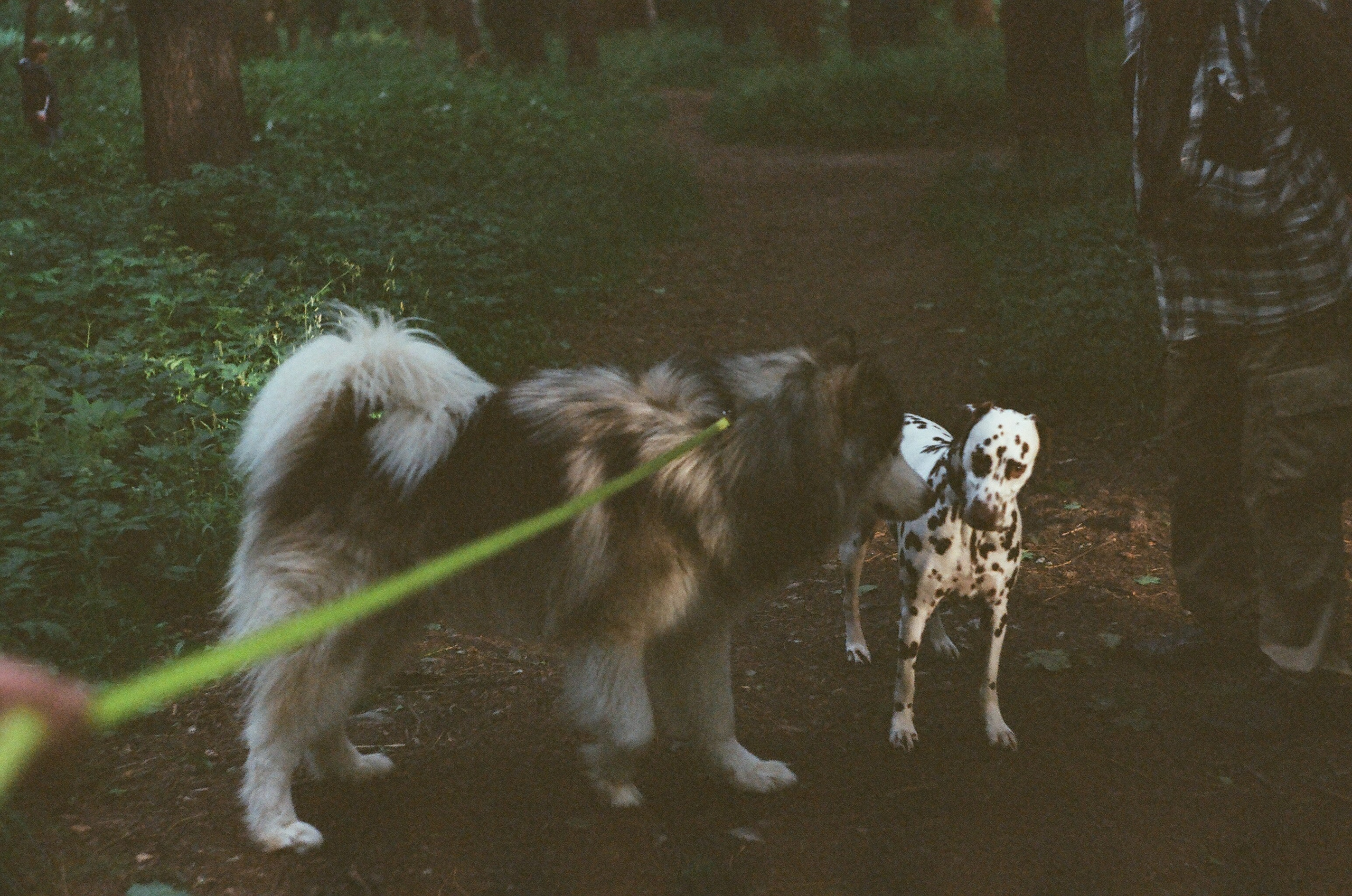 Animals. Elena Zykova film photographer in London
