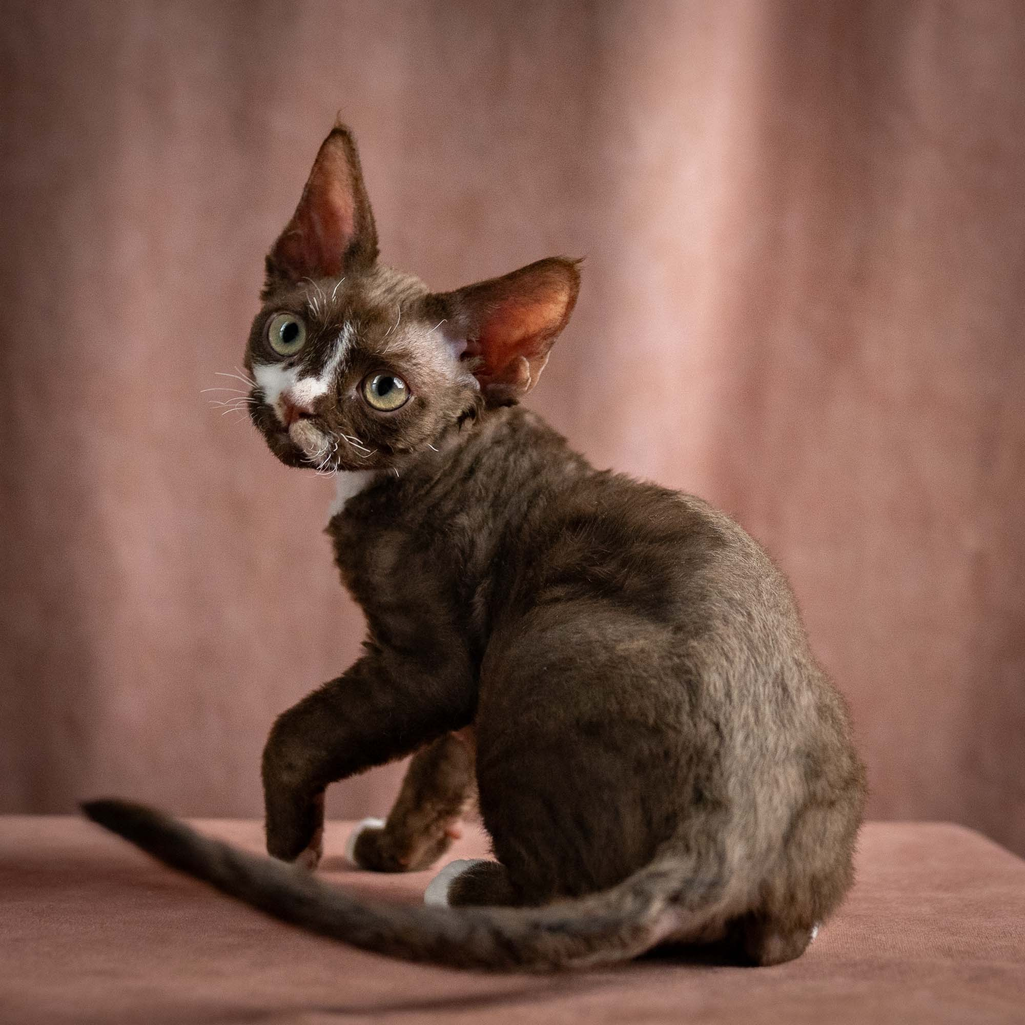 Preston, boy, born 02.11.26. Devon Rex Pixie Cattery
