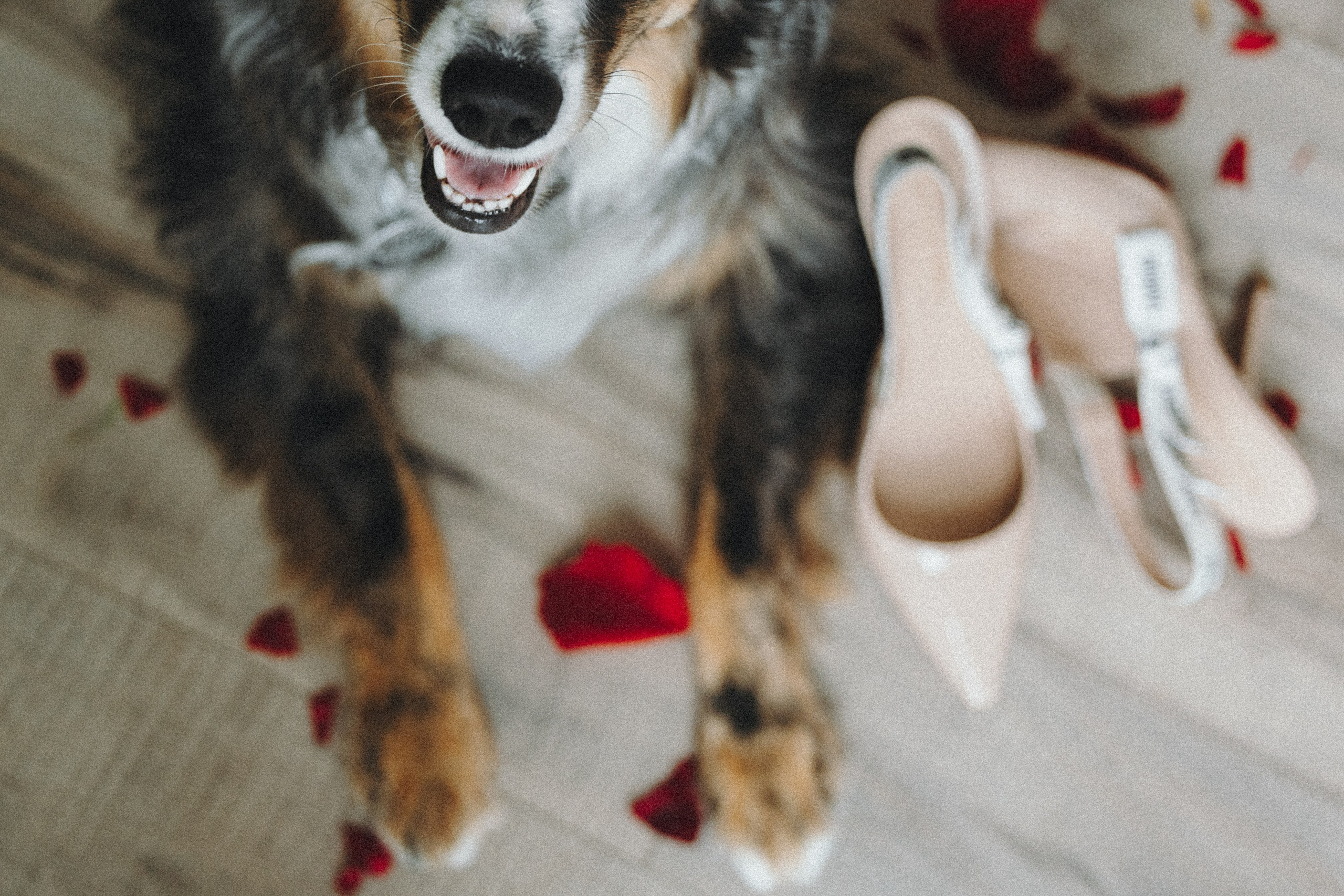 Aspen & Viktoriya. Pet Photographer Viktoriya Aleshenko