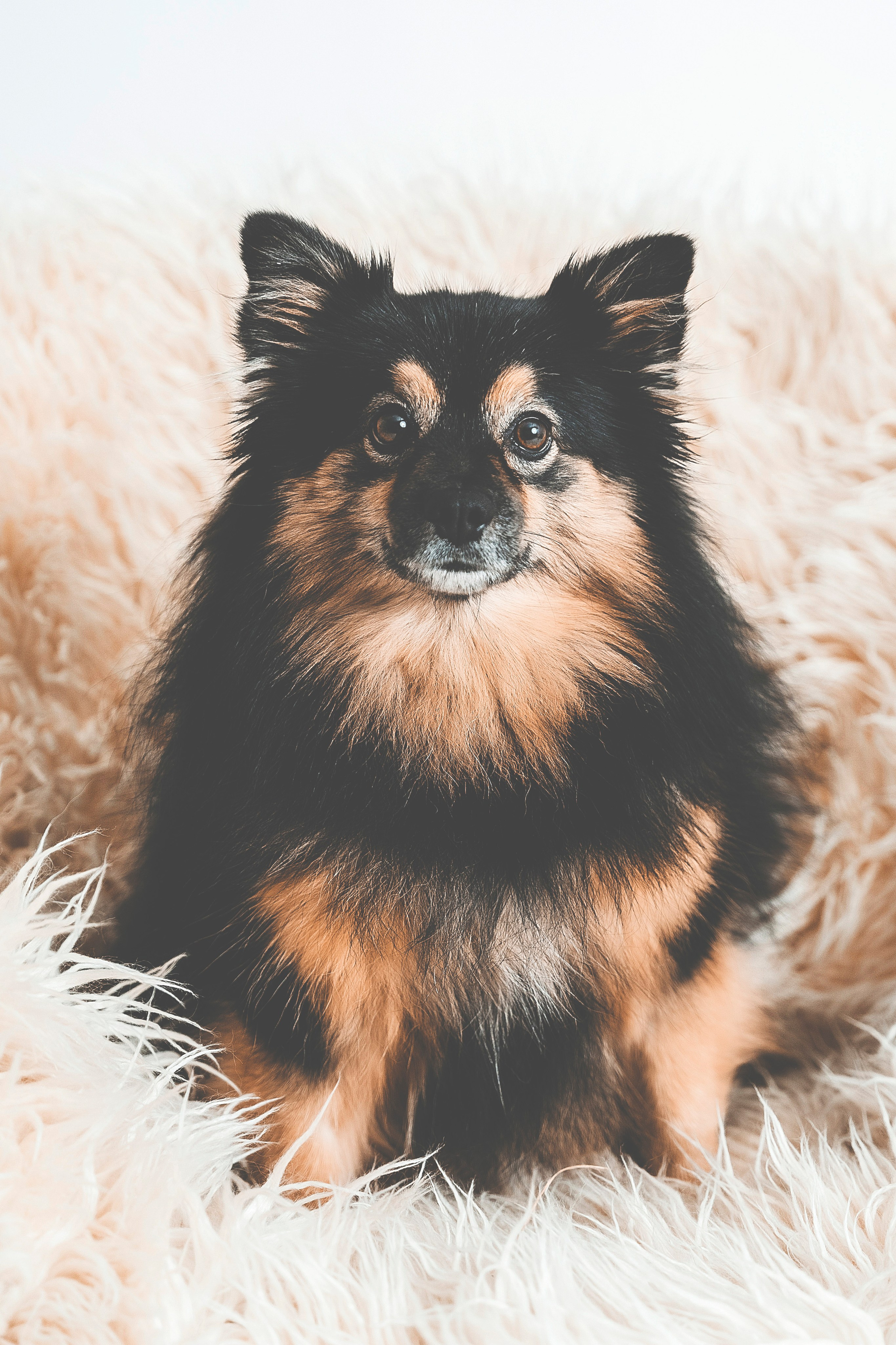 Lemmikit. Senjakulmala.fi