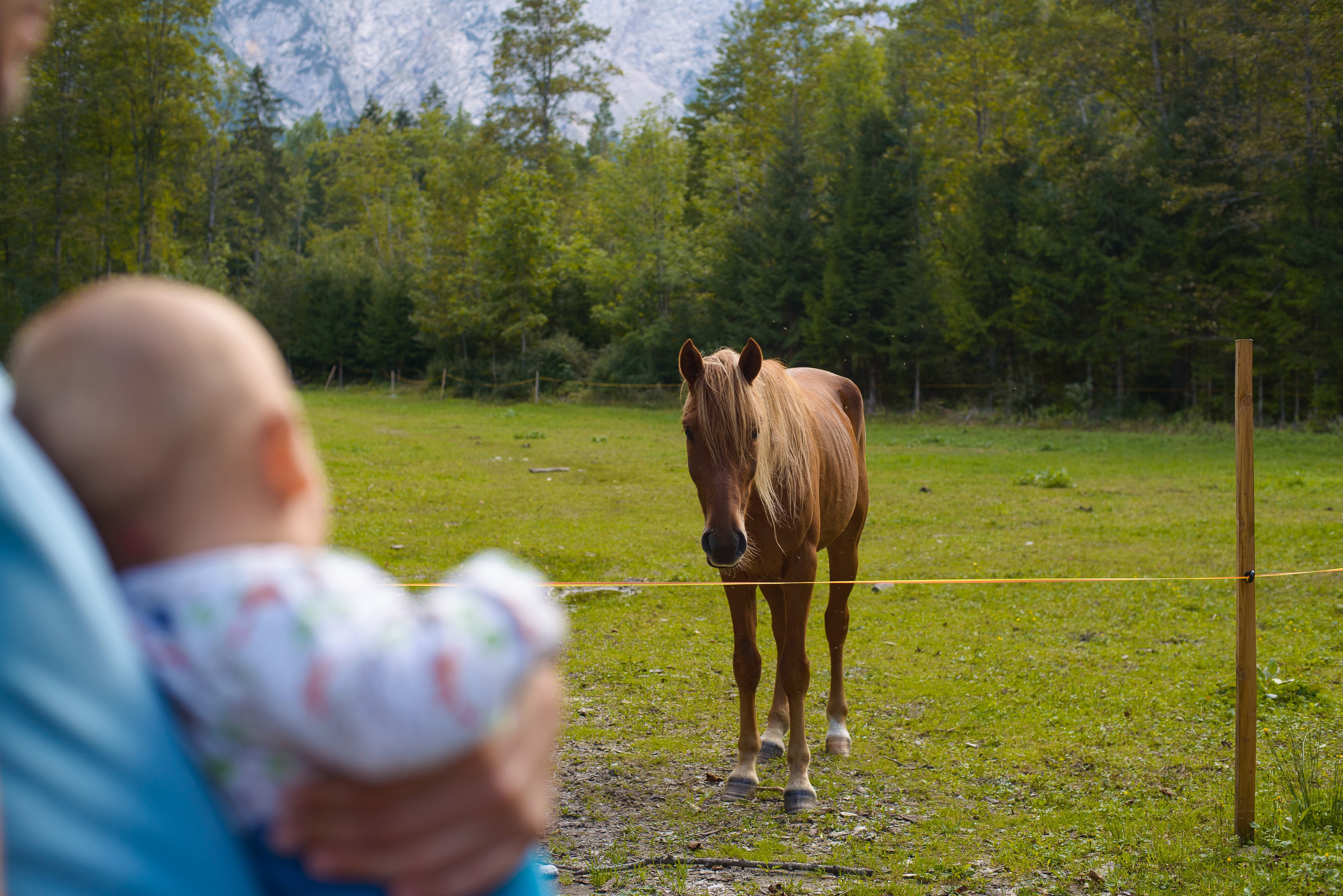 Family photoshoot in Logarska valley. Wedding and Family Photographer in Slovenia