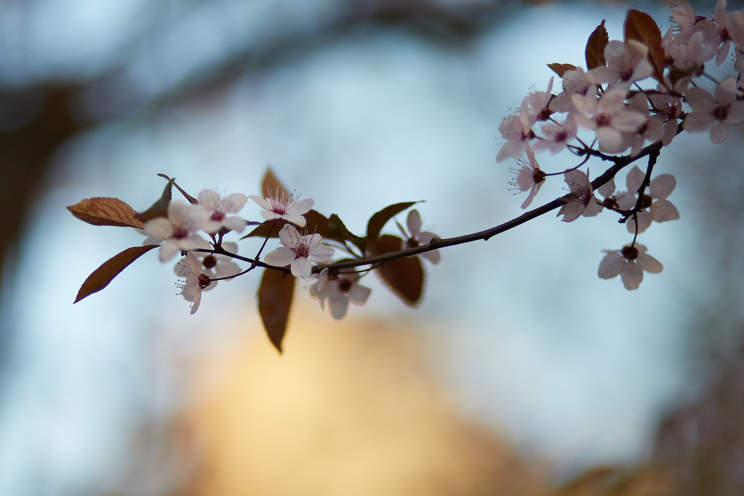 Flori. Pagina principală