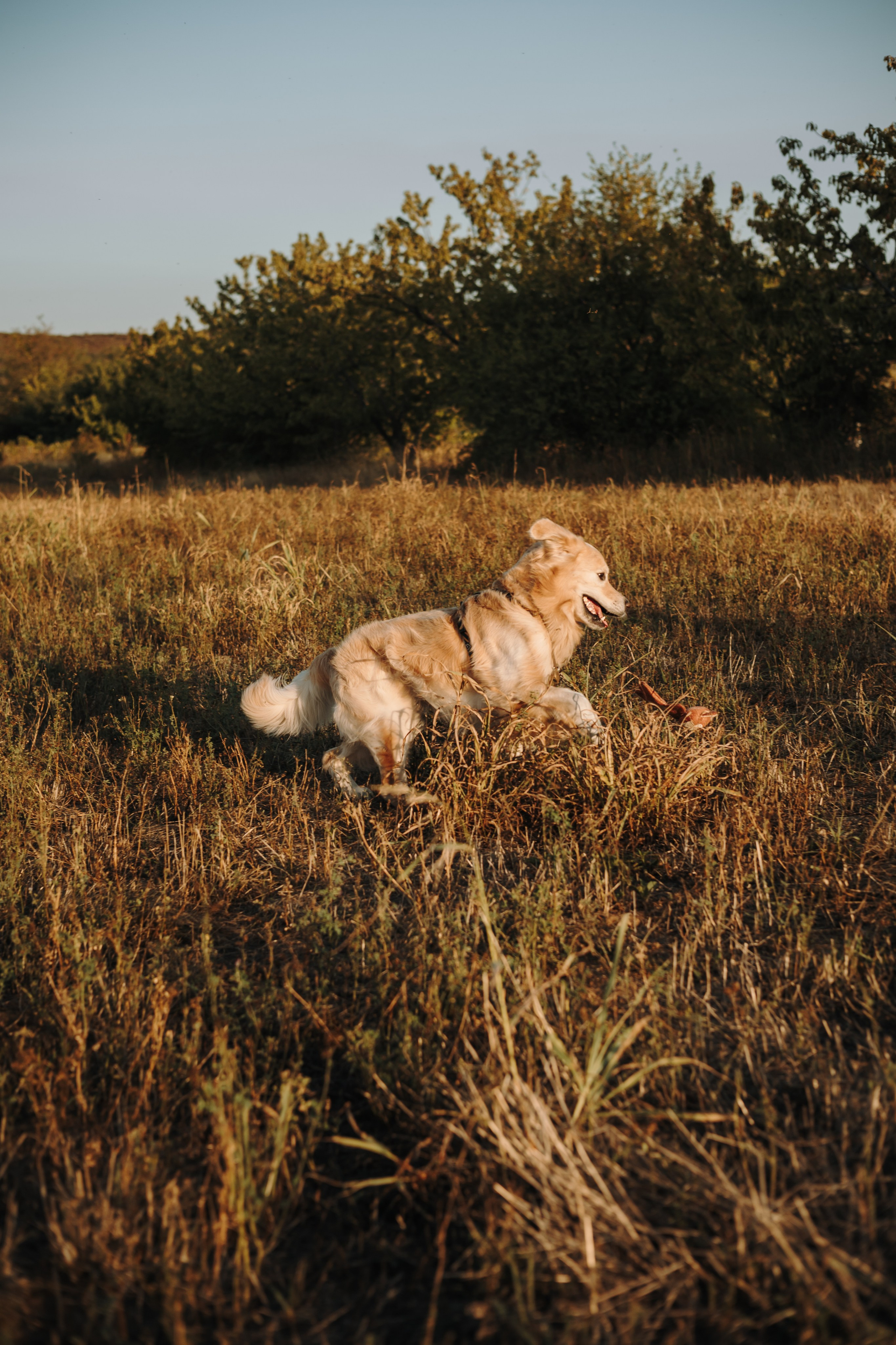 Катя и Бро. Фотограф-анималист | Белград