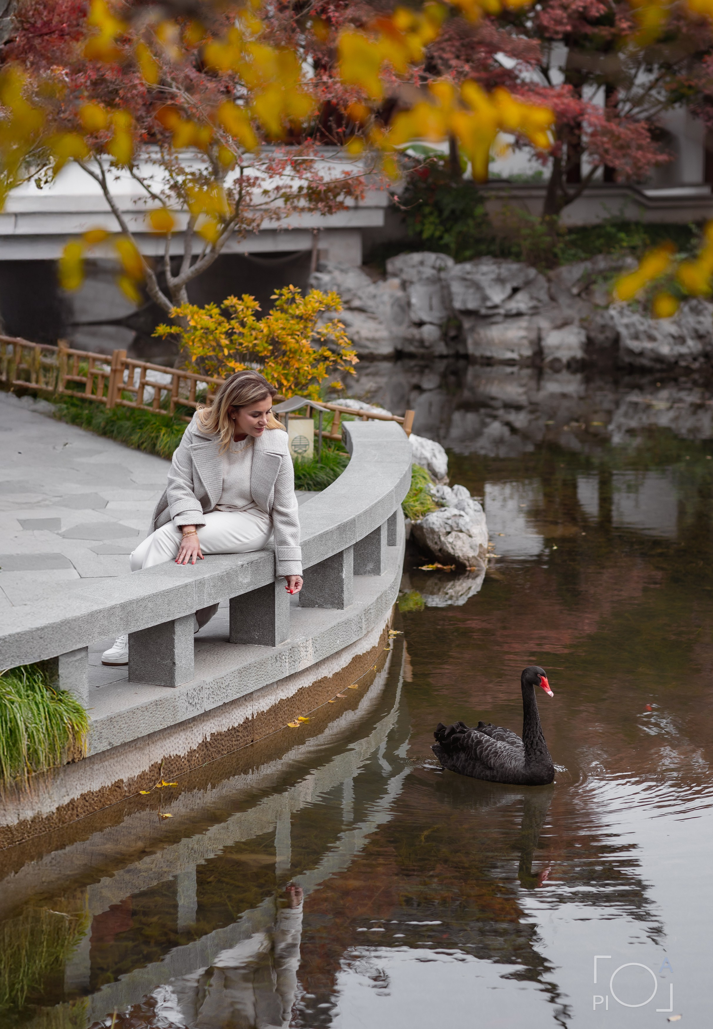 Девушка в сером пальто кормит черного лебедя. Осень в китайском саду