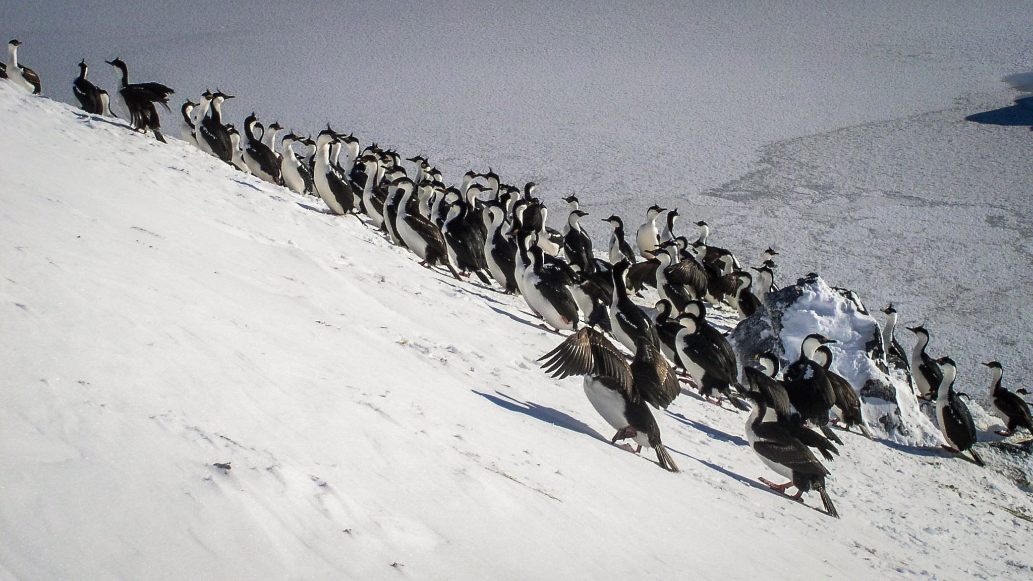 ANTARCTICA / 2004. Reportage concert portrait photography in the San Francisco Bay Area