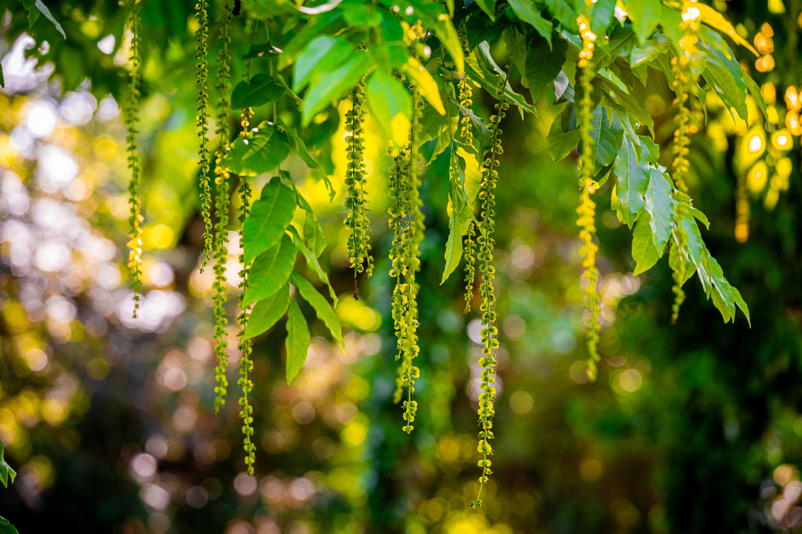 Portret bebeluș la botez realizat de Mitroi Iulian