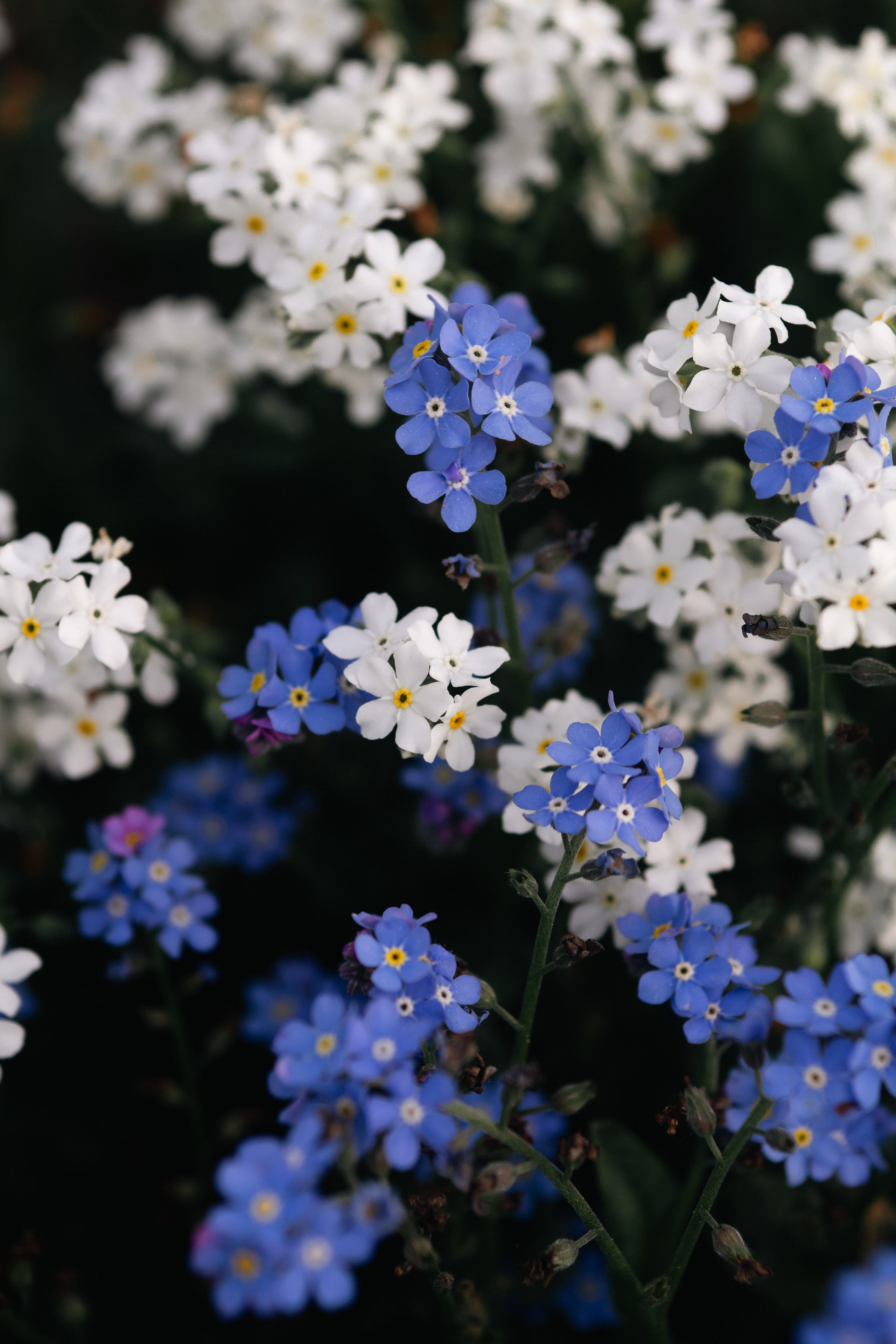 Flower photographs. Look Around You