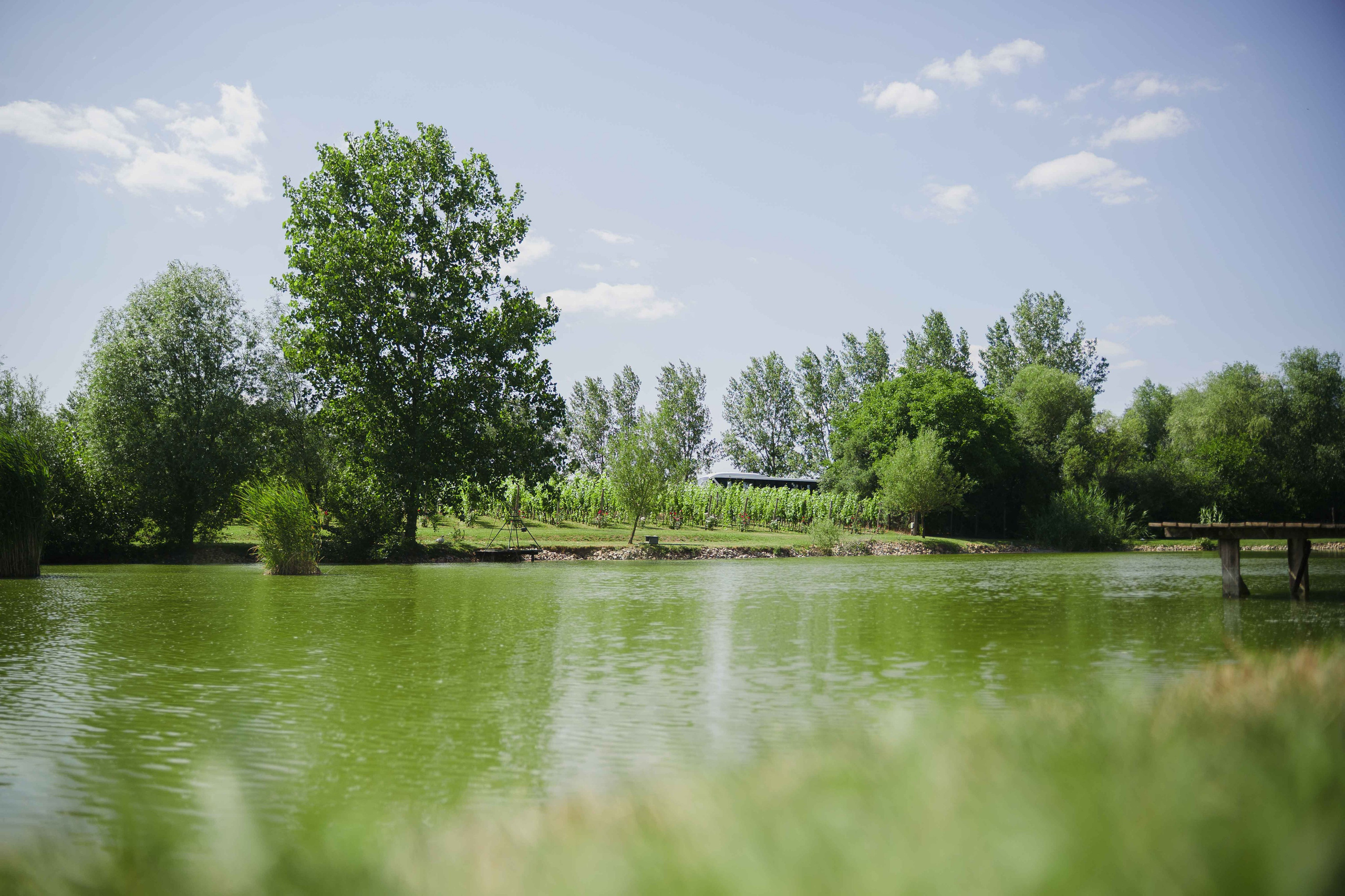 FiveTran Summer Picnic. Жуков Студио