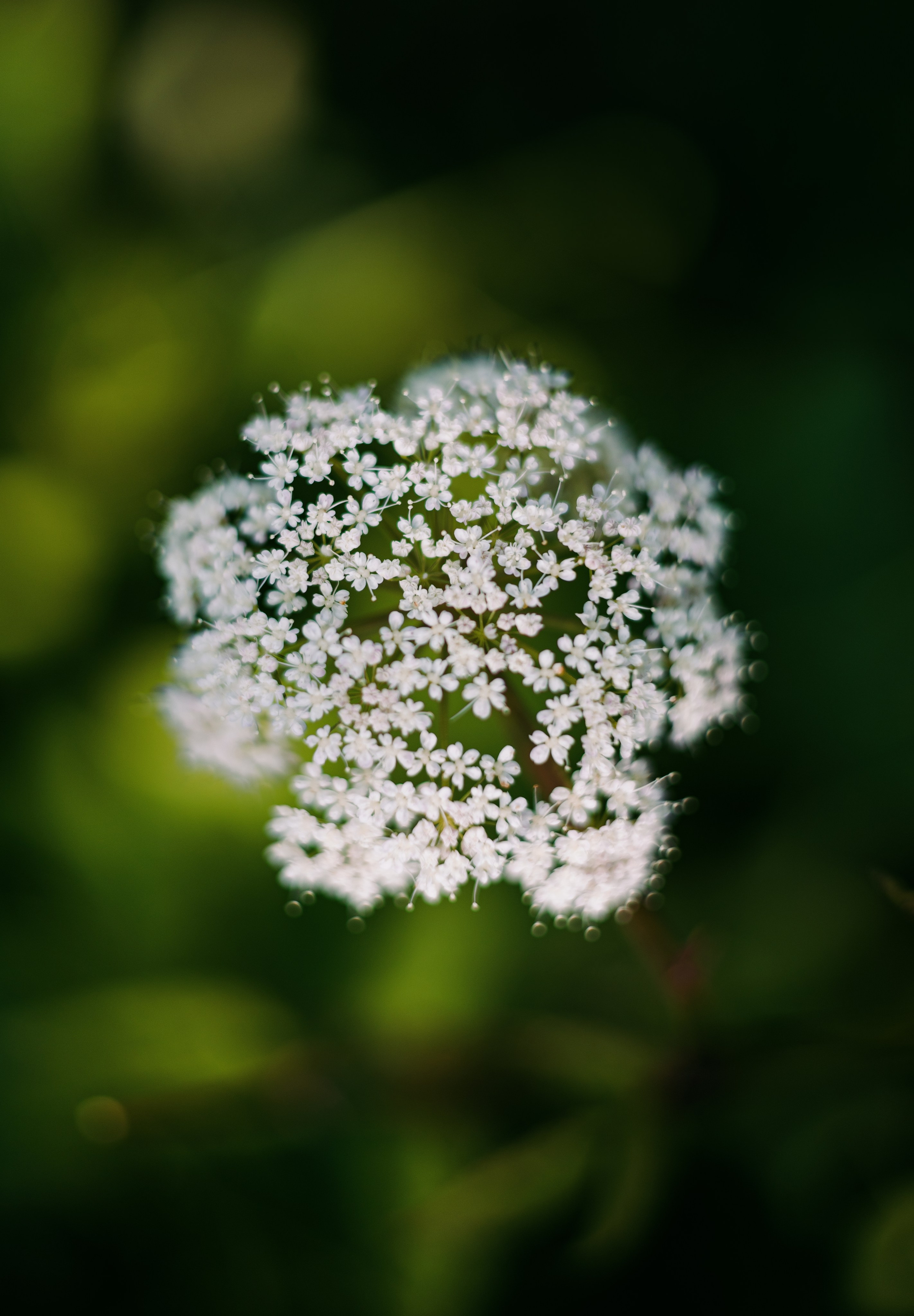 Sabīne x ĀTRSKADRS. Fotografė Aleksandra Samozvanova