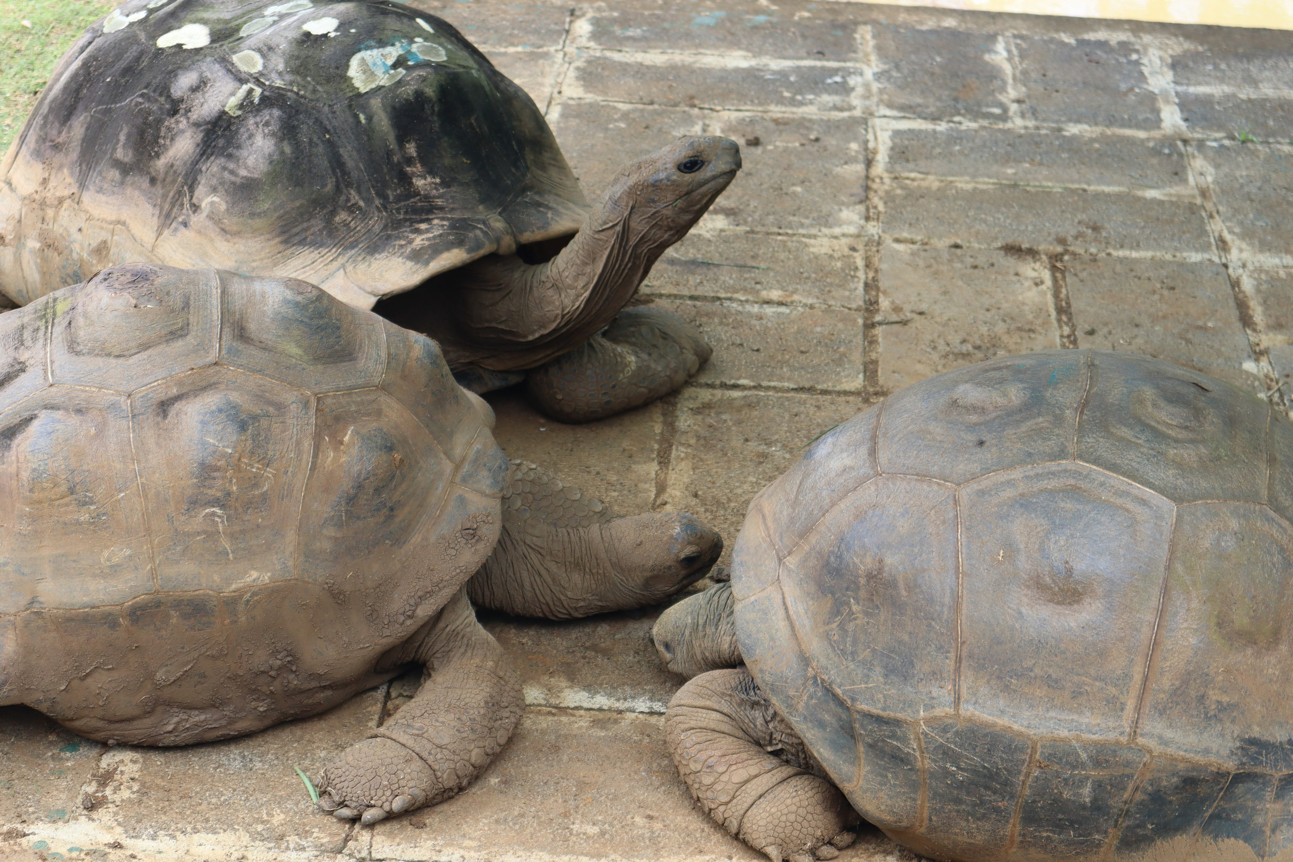 Путешествие на родину птицы додо. Travel photographer Ksenia