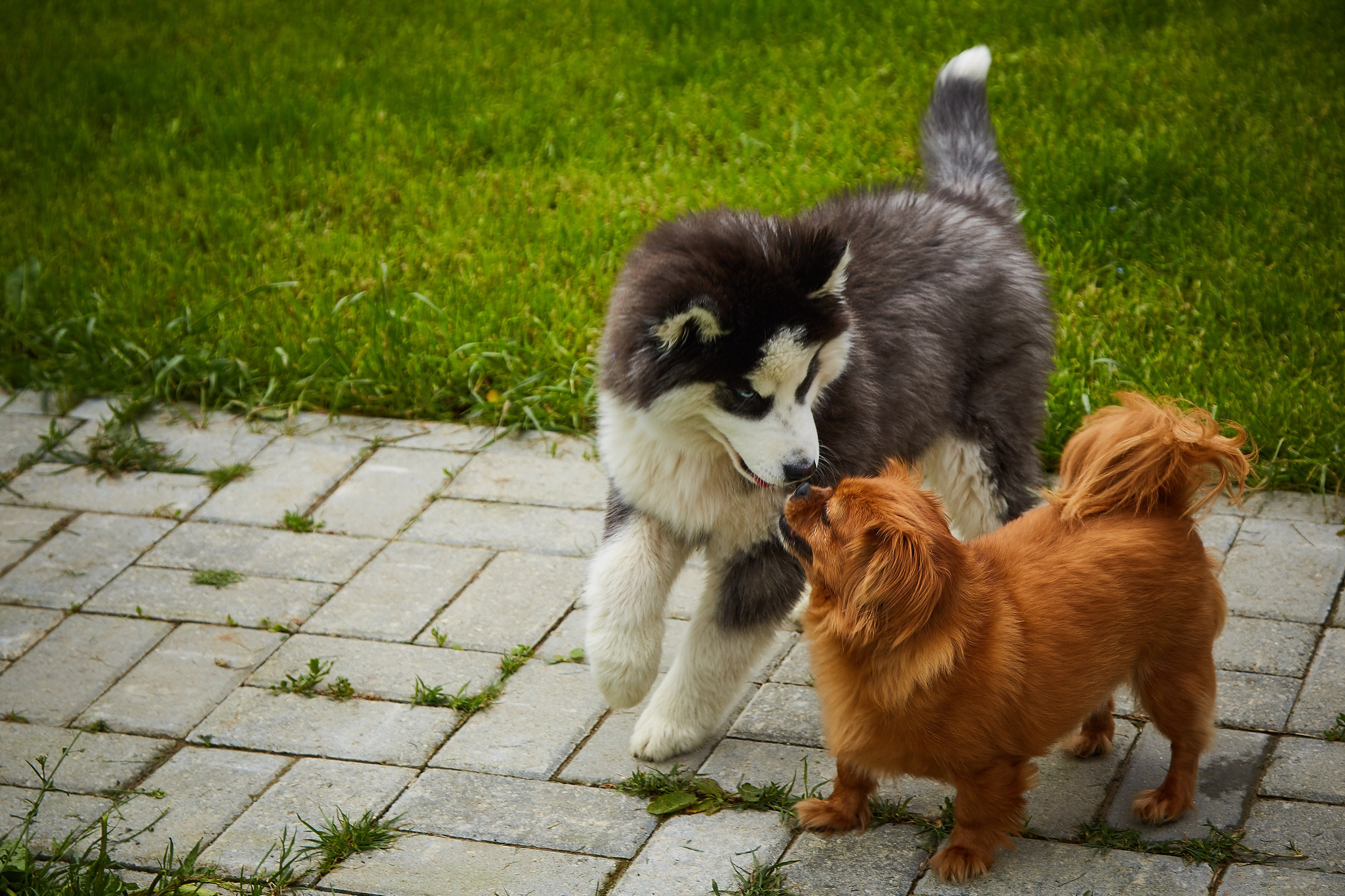 Câini. Pagina principală