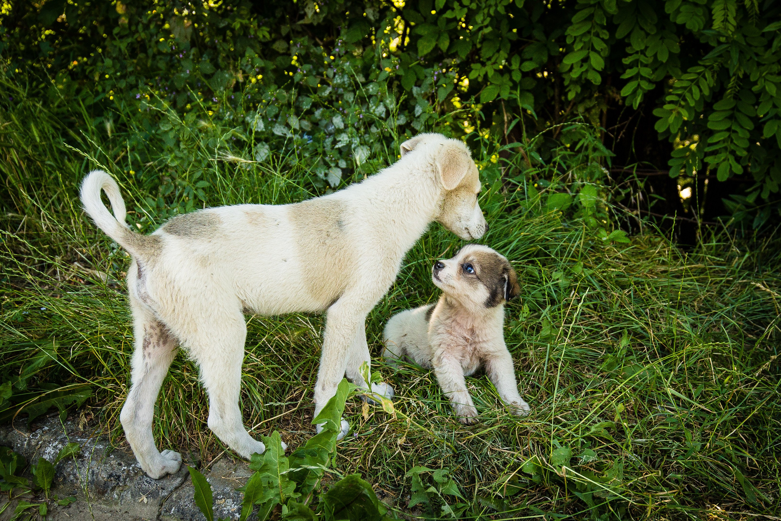 Câini. Pagina principală